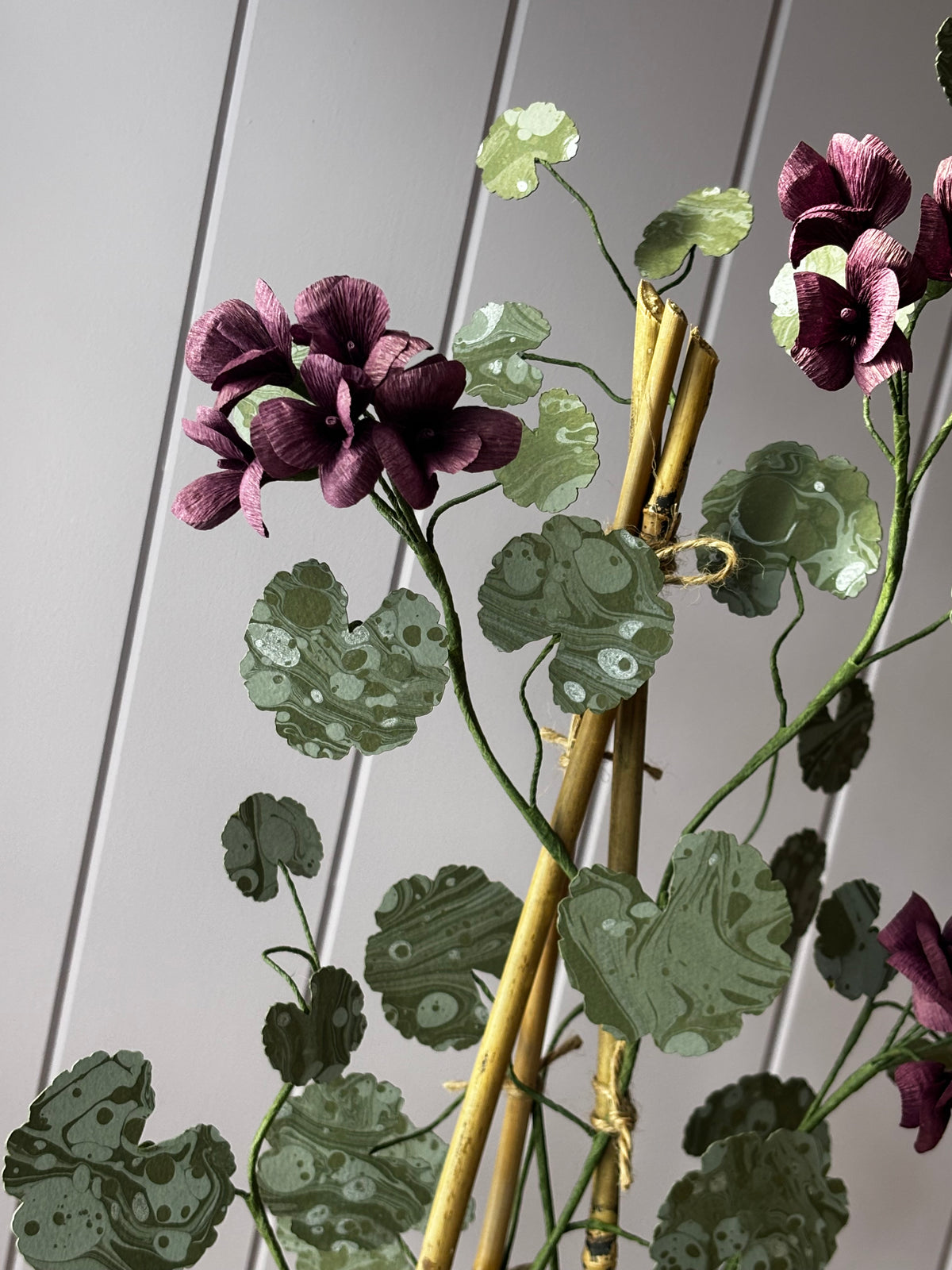 Paper geranium
