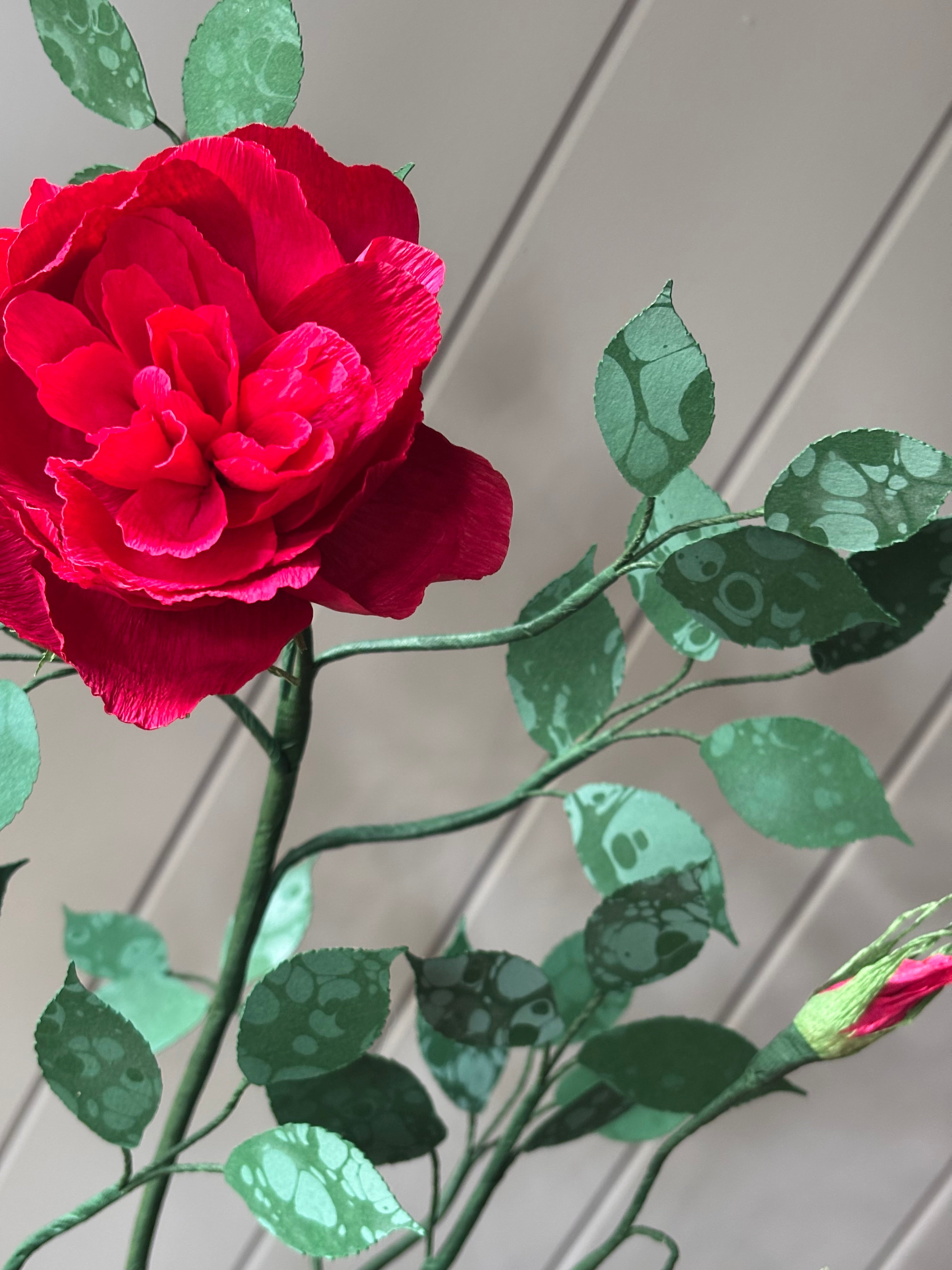 Paper Shrub Rose