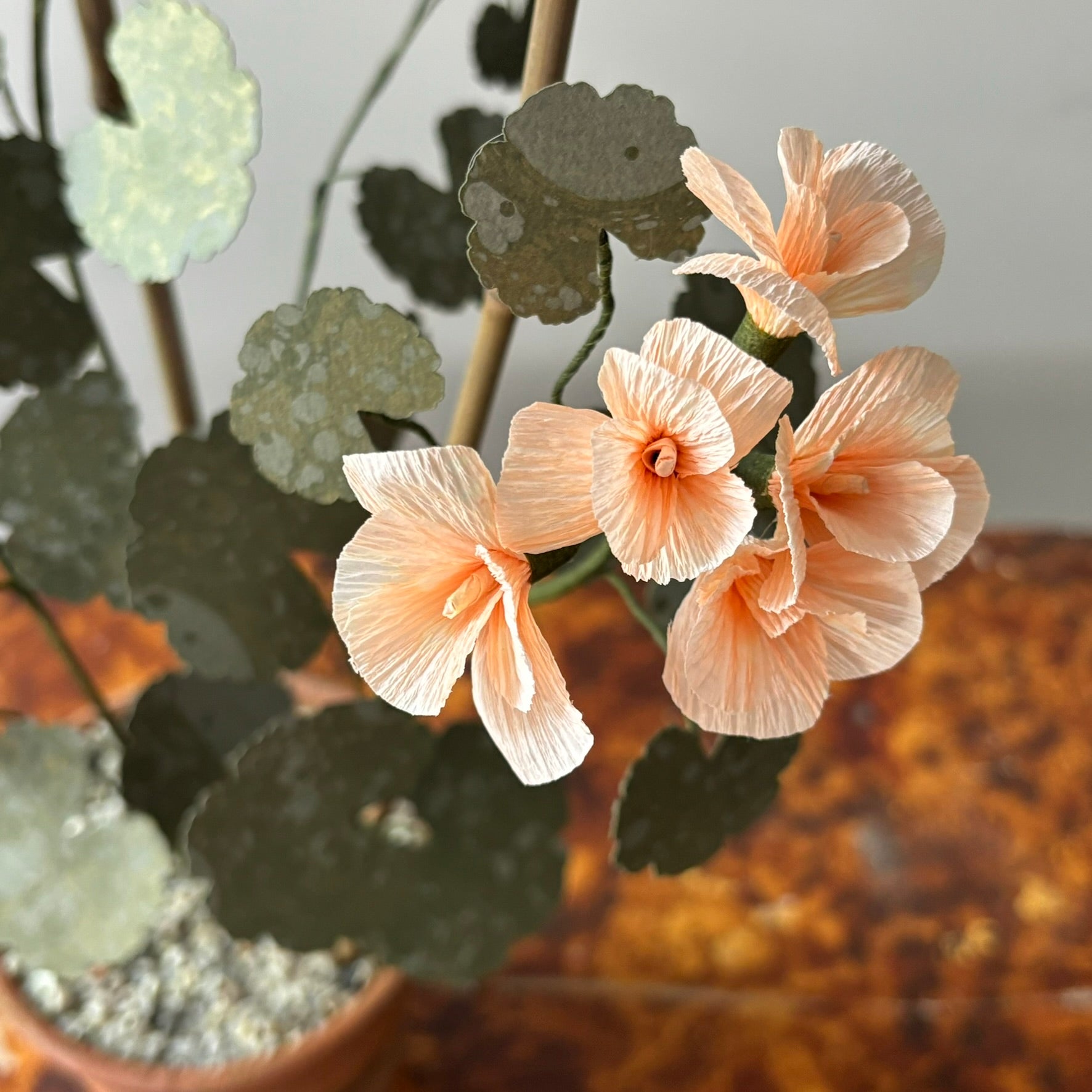 Paper Geranium
