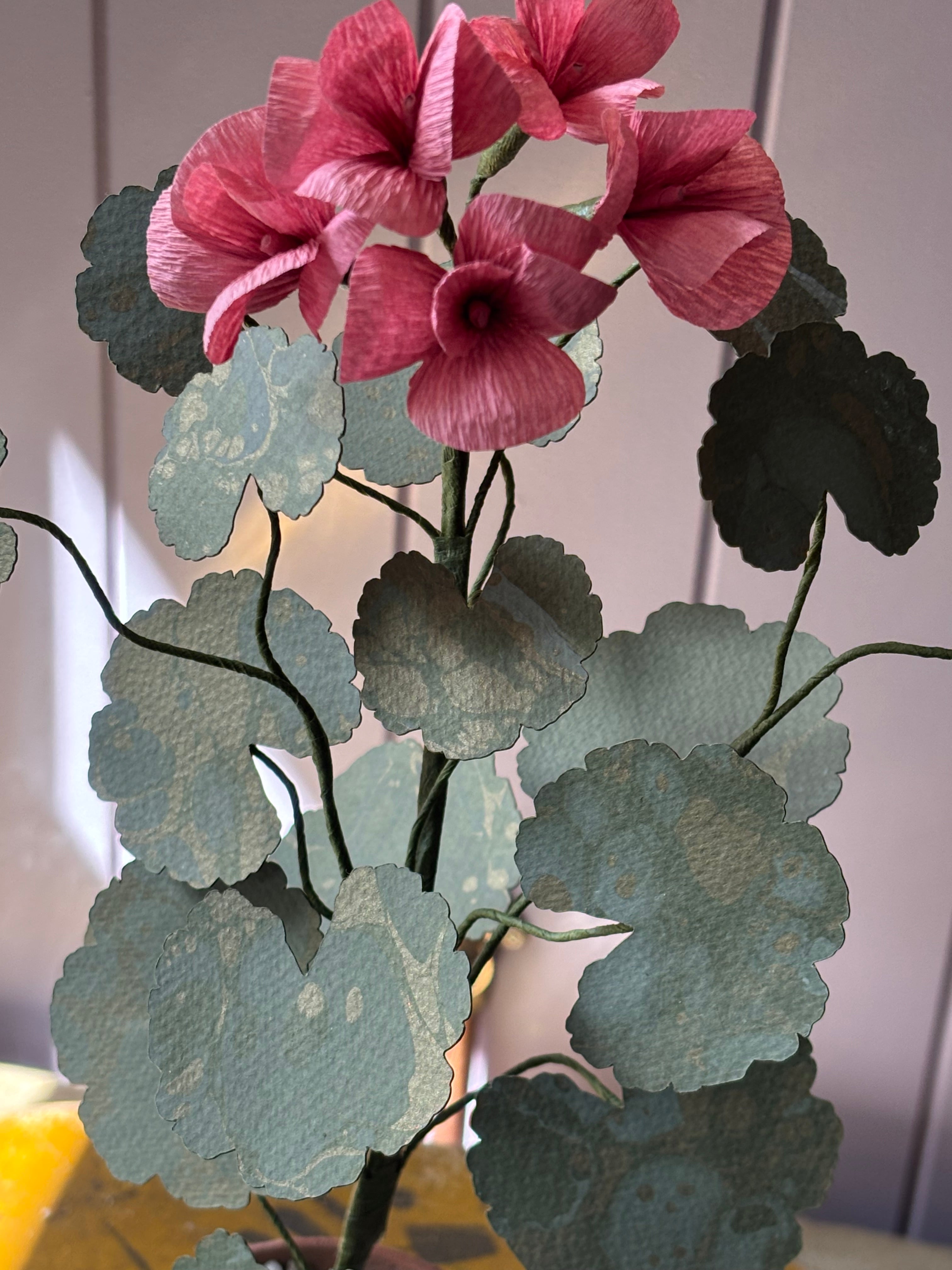Paper geranium