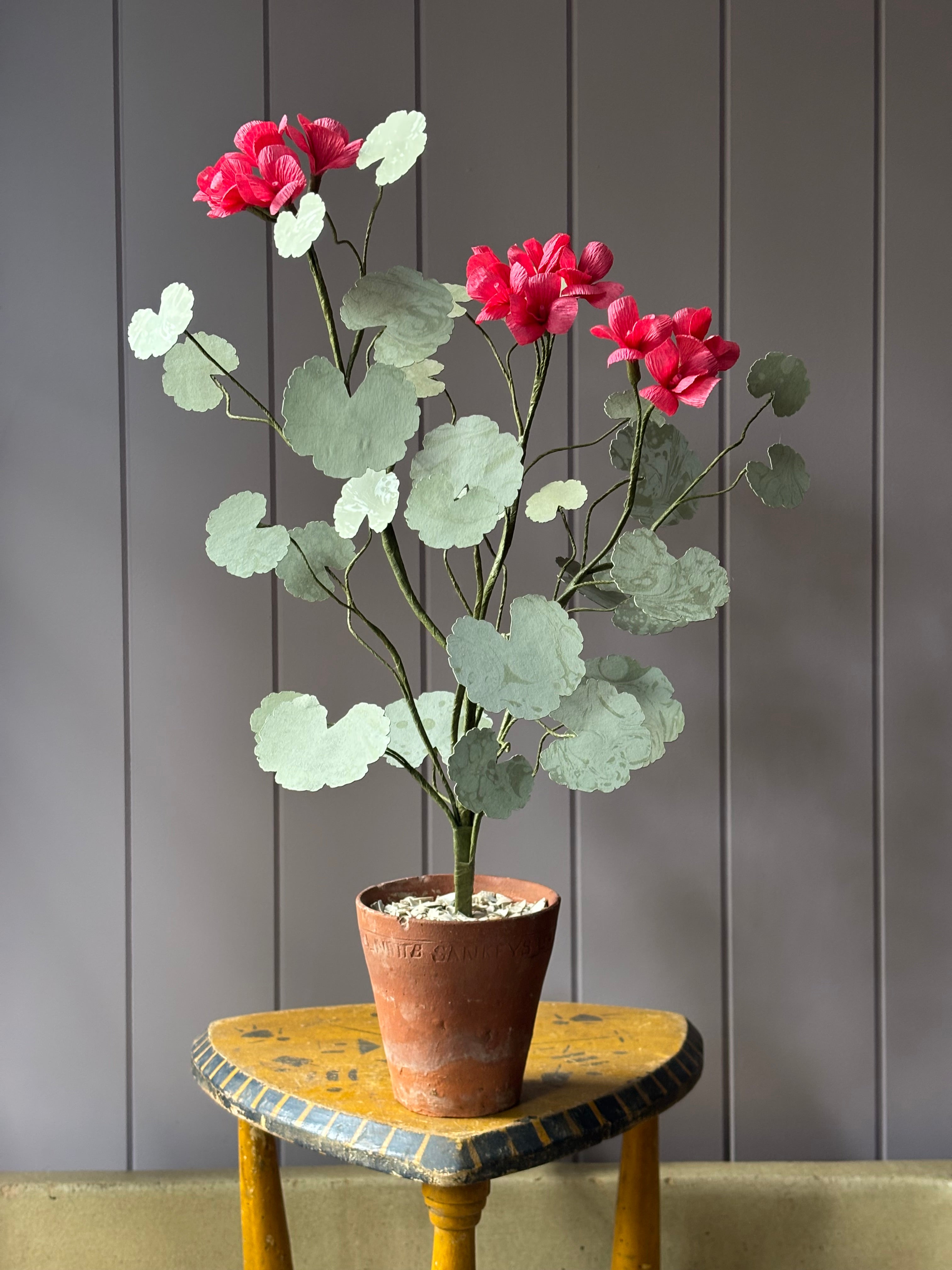 Paper geranium