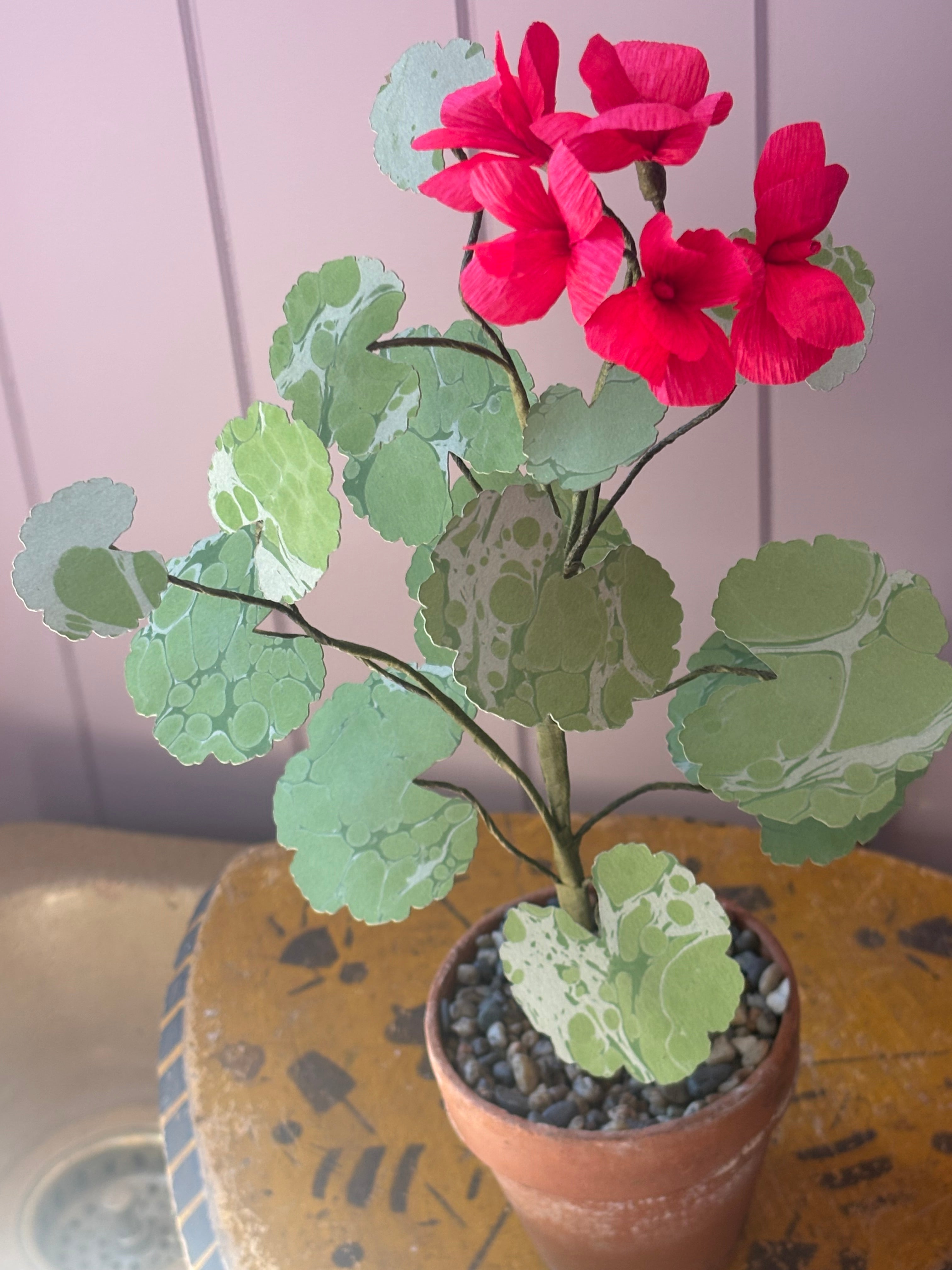 Paper geranium