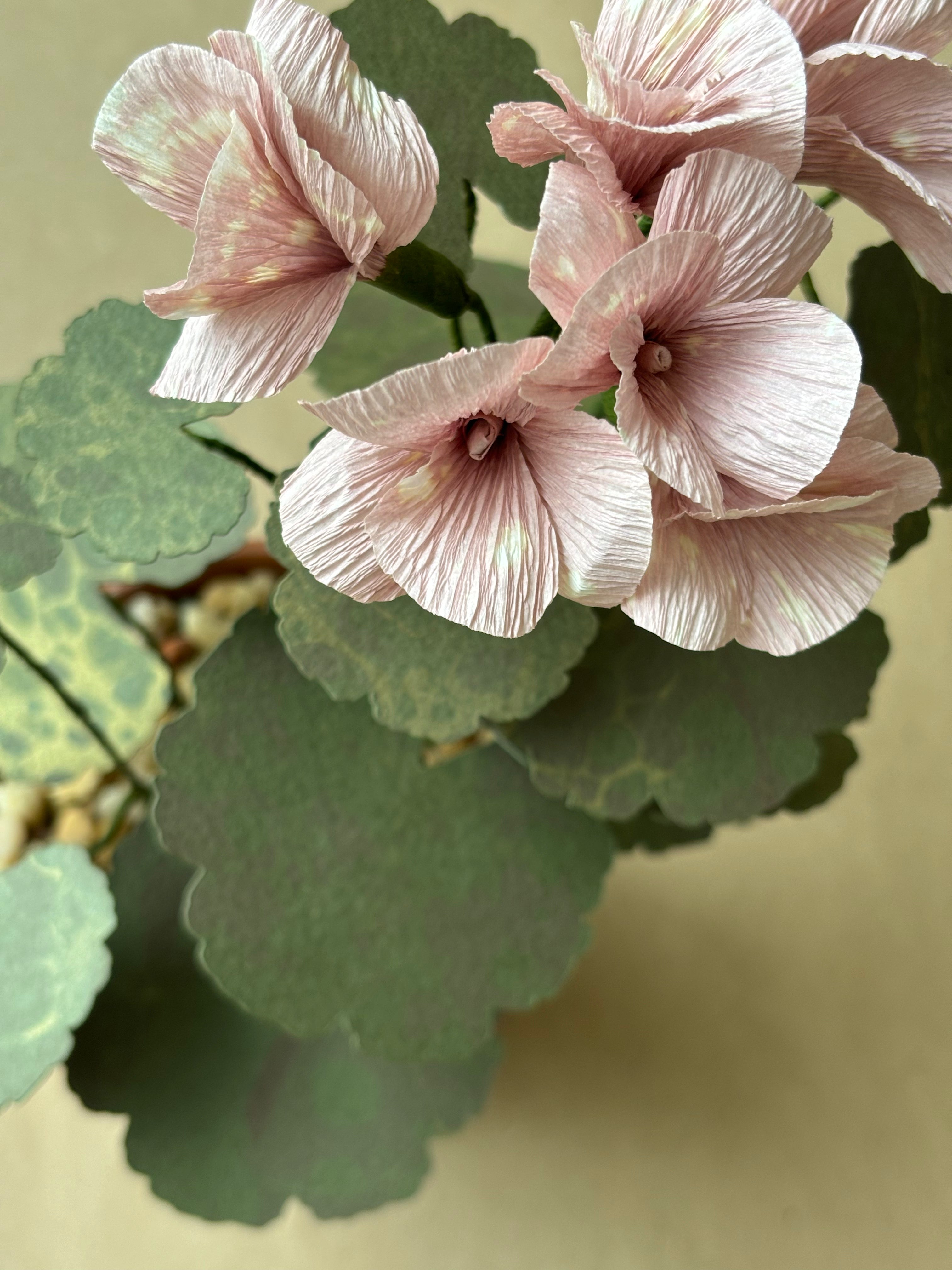 Geranium