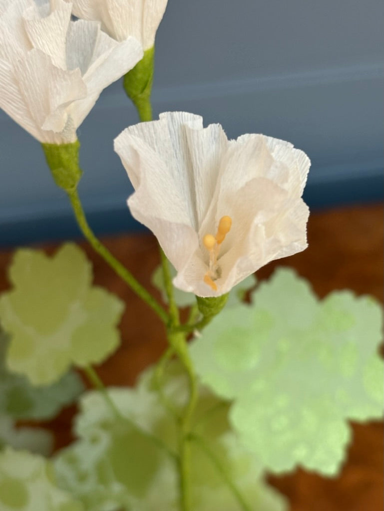 Geranium