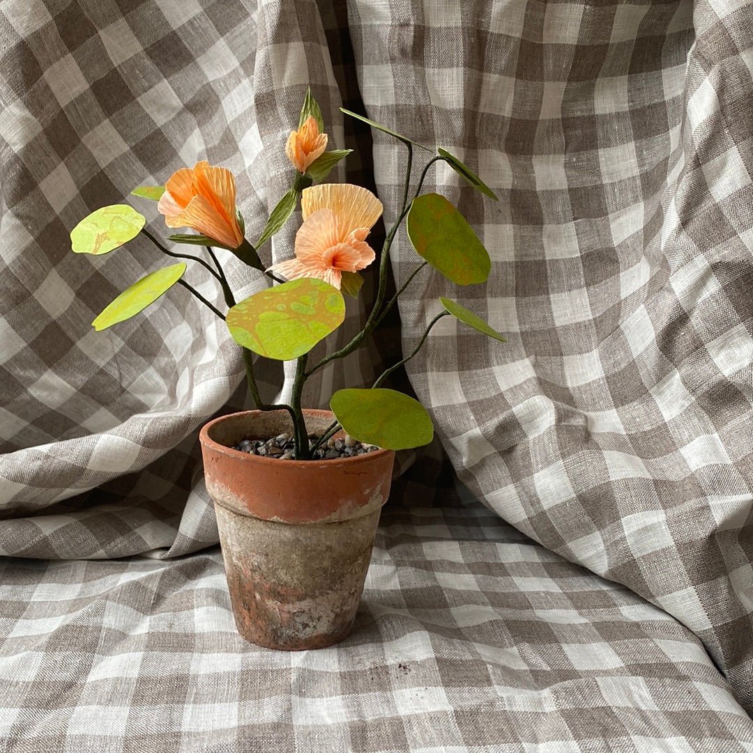 Paper Nasturtium