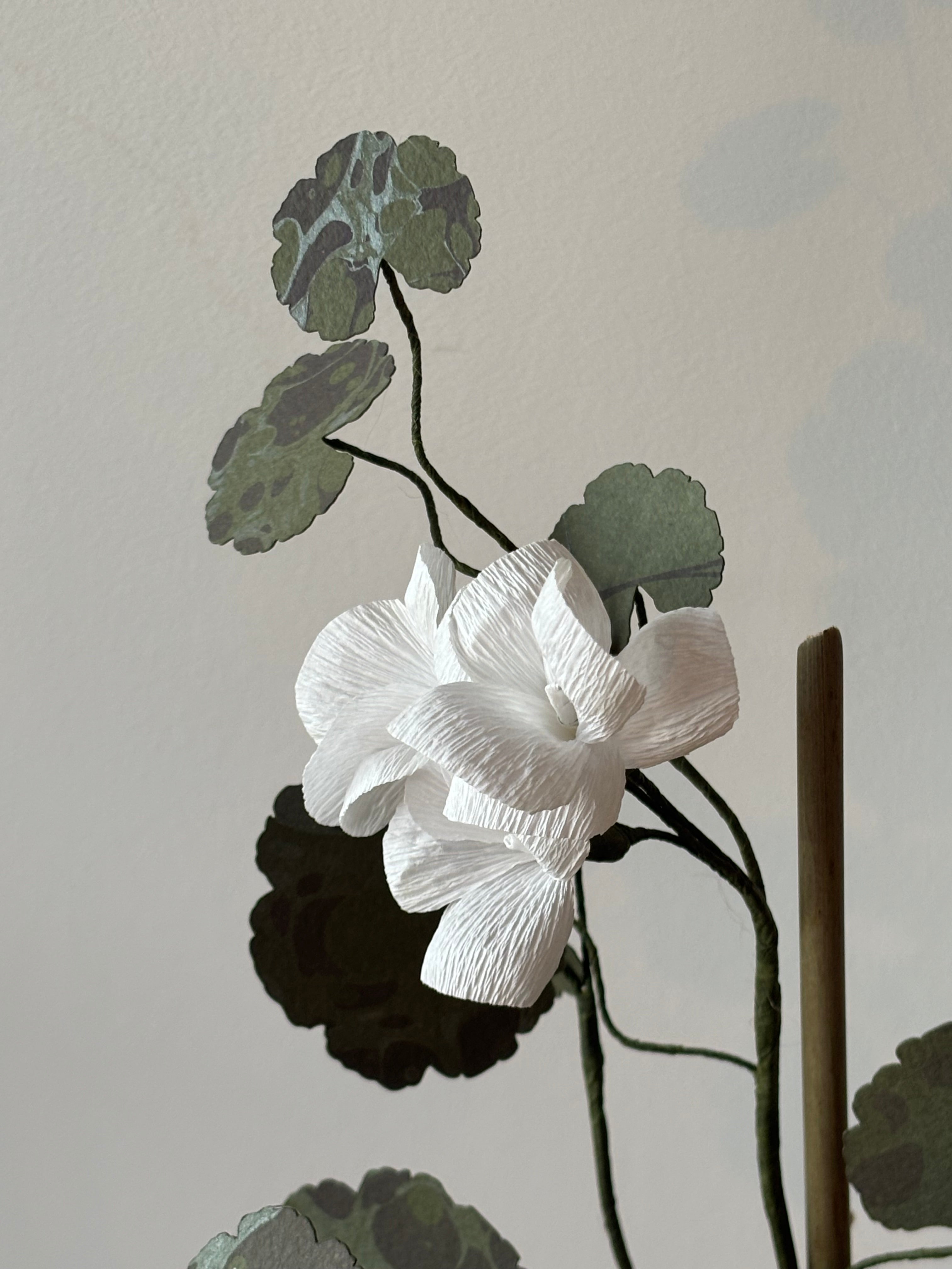 Paper Geranium