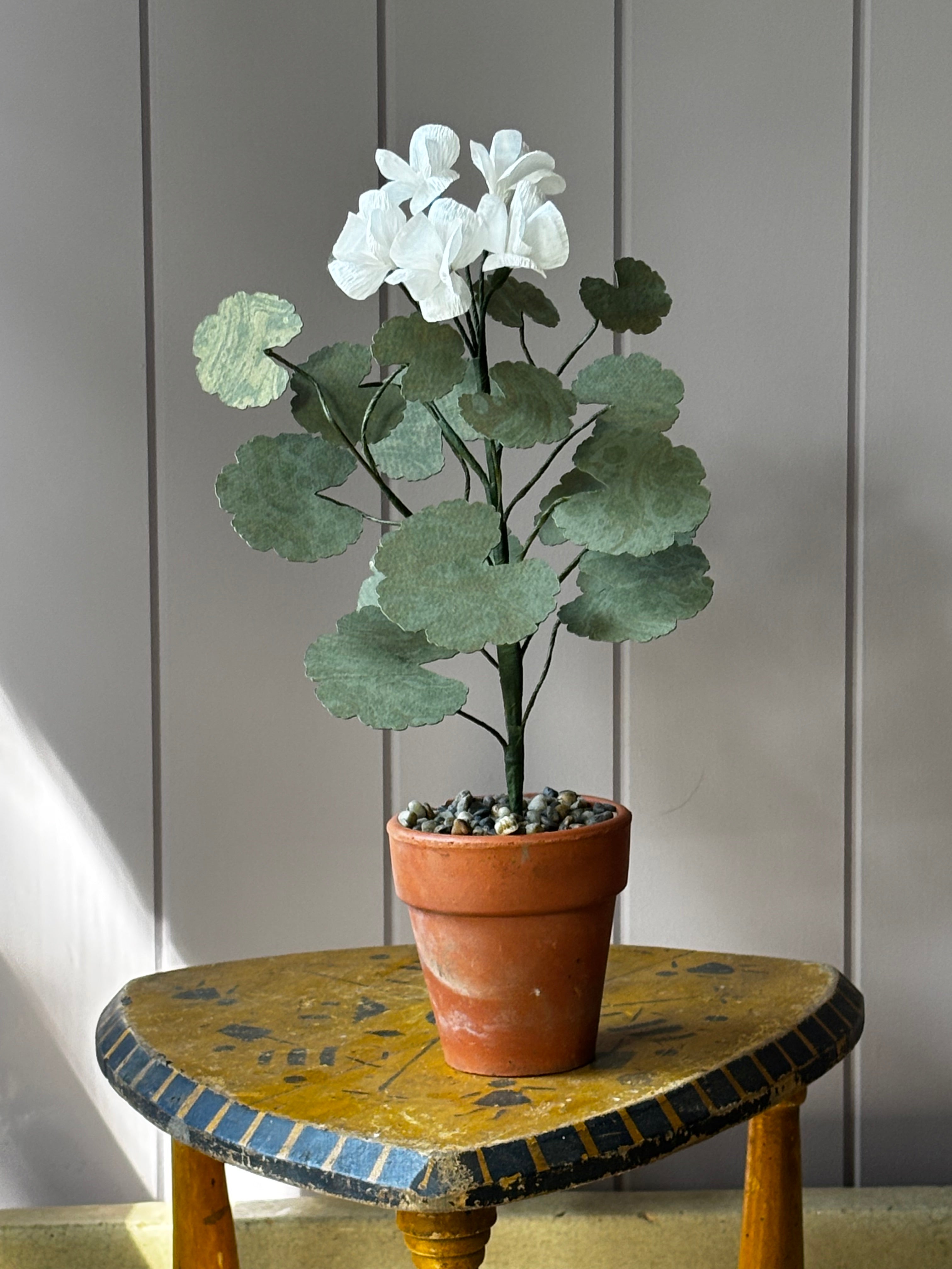 Paper geranium
