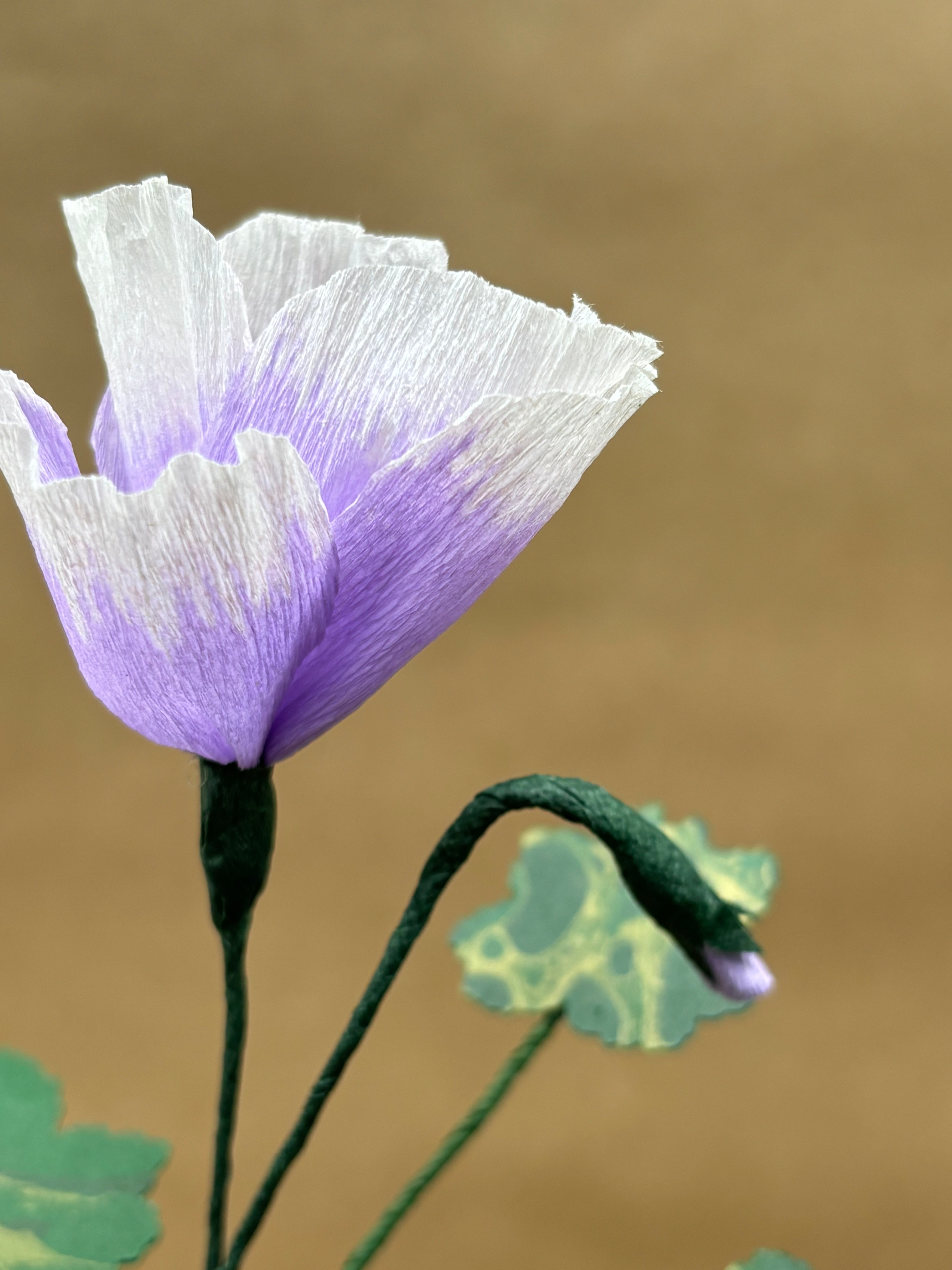 Paper Geranium