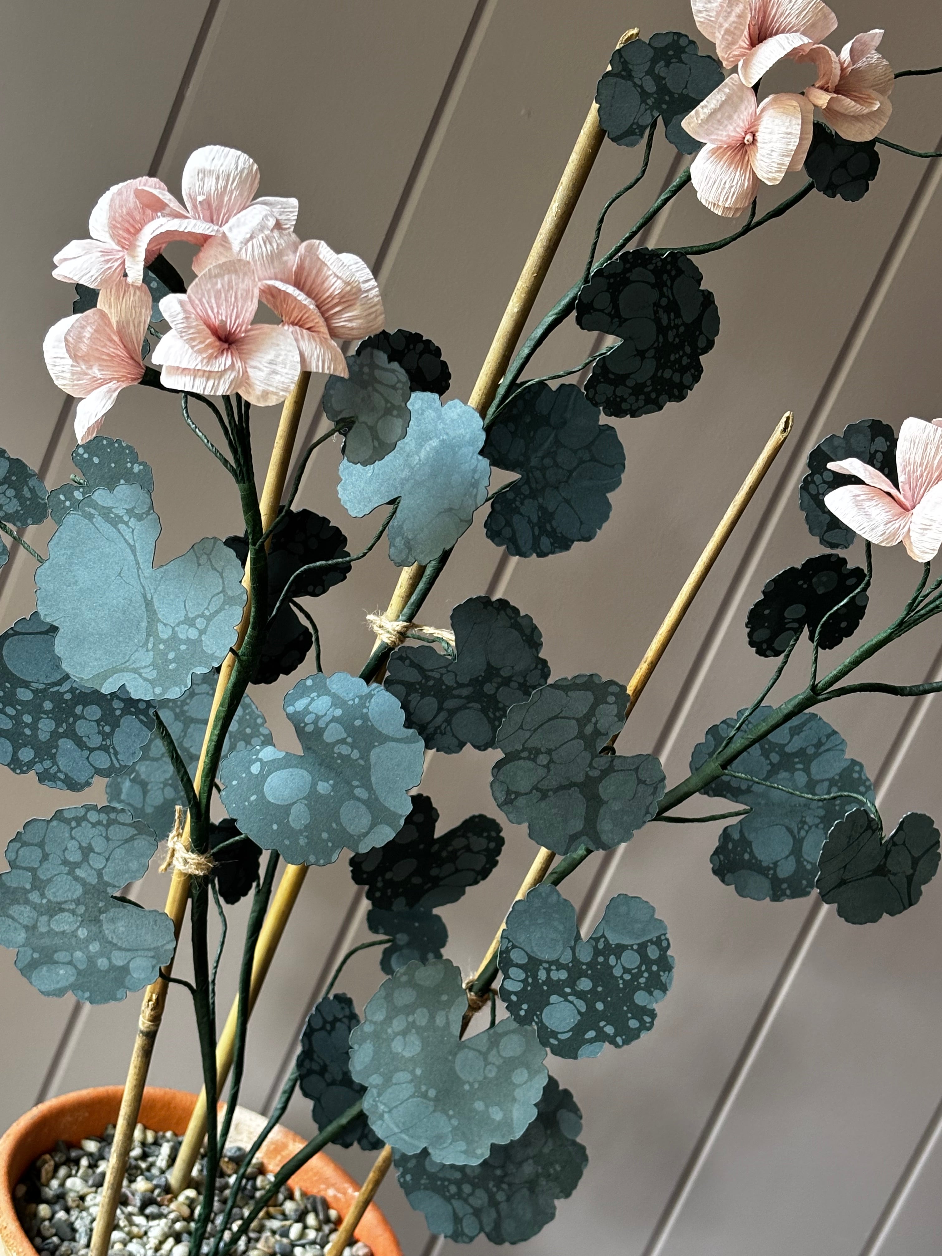Paper geranium