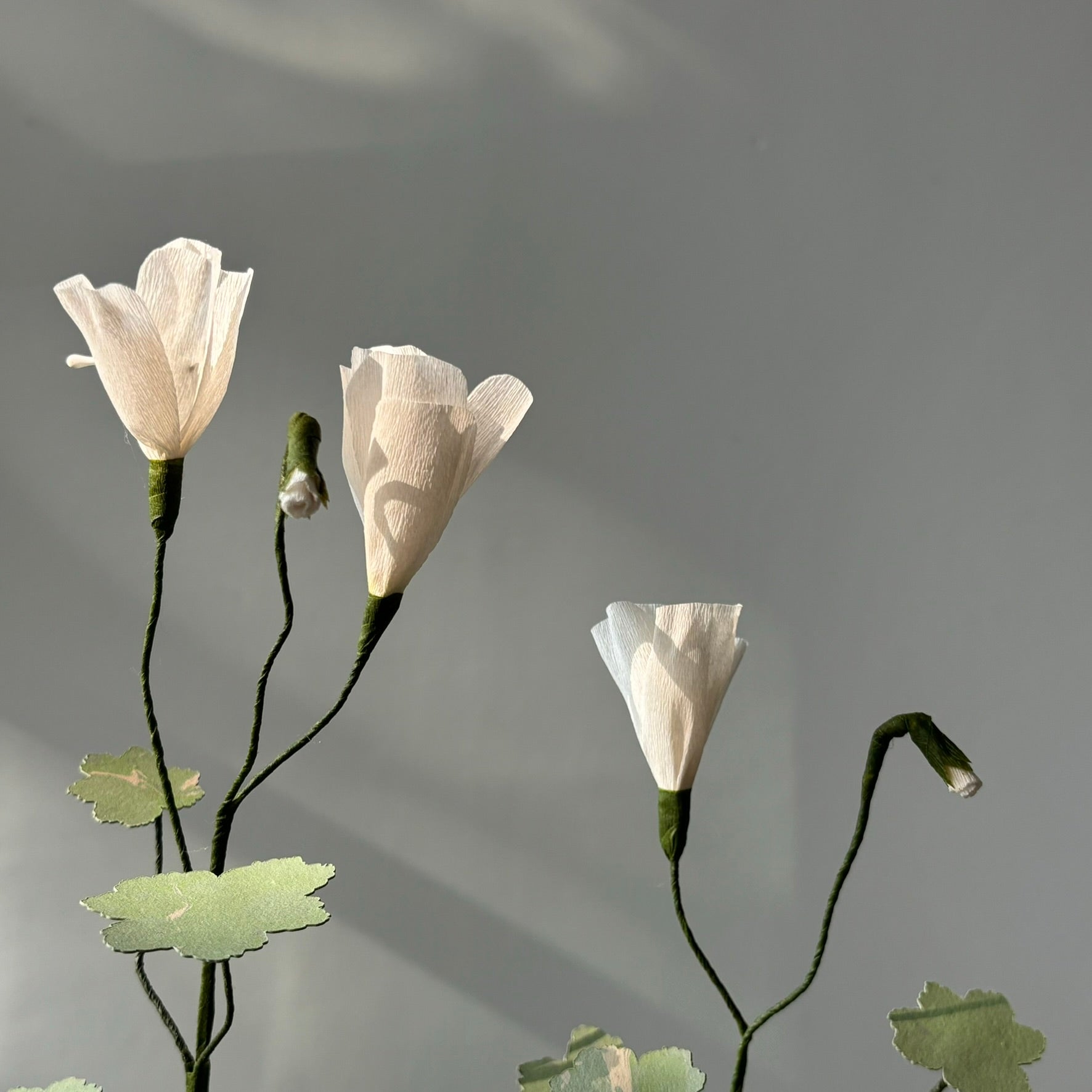 Paper Geranium