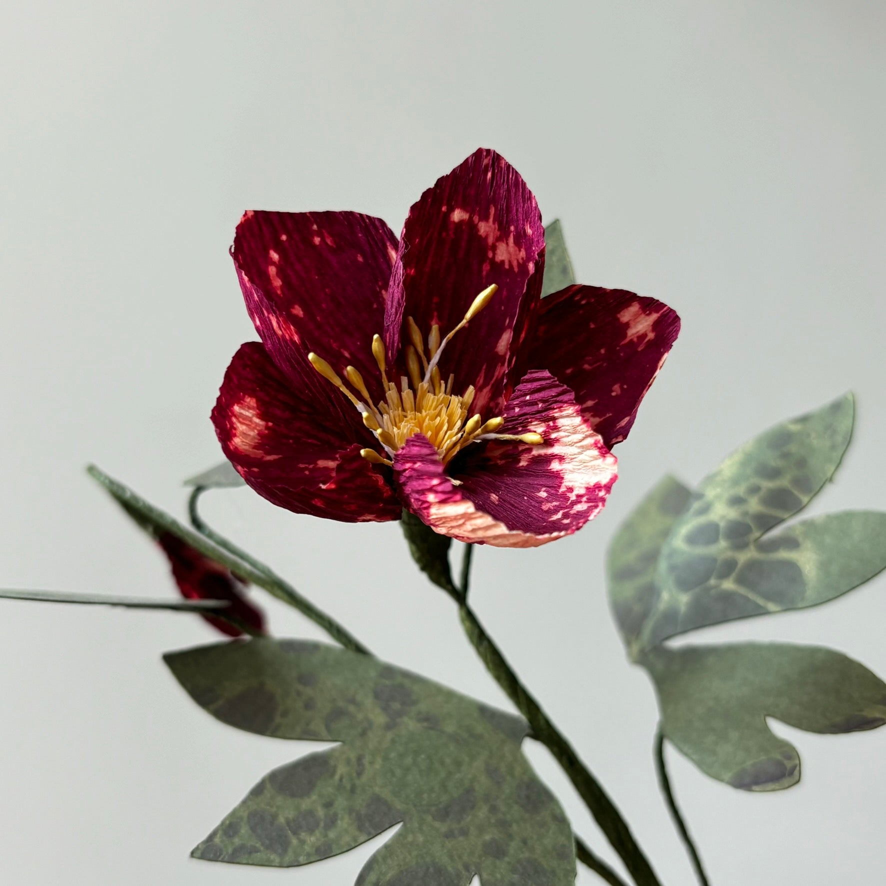 Paper Hellebore