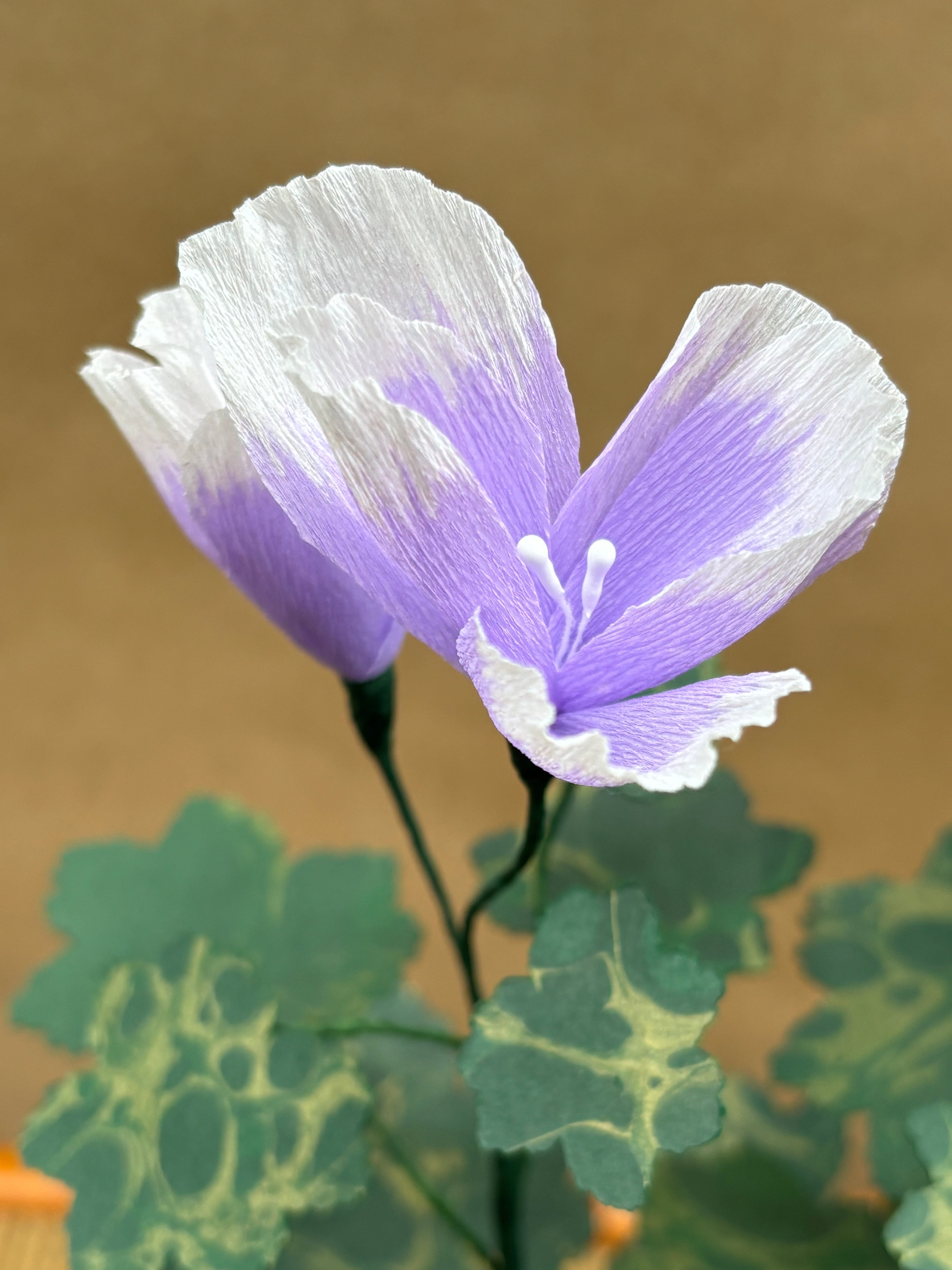 Paper Geranium