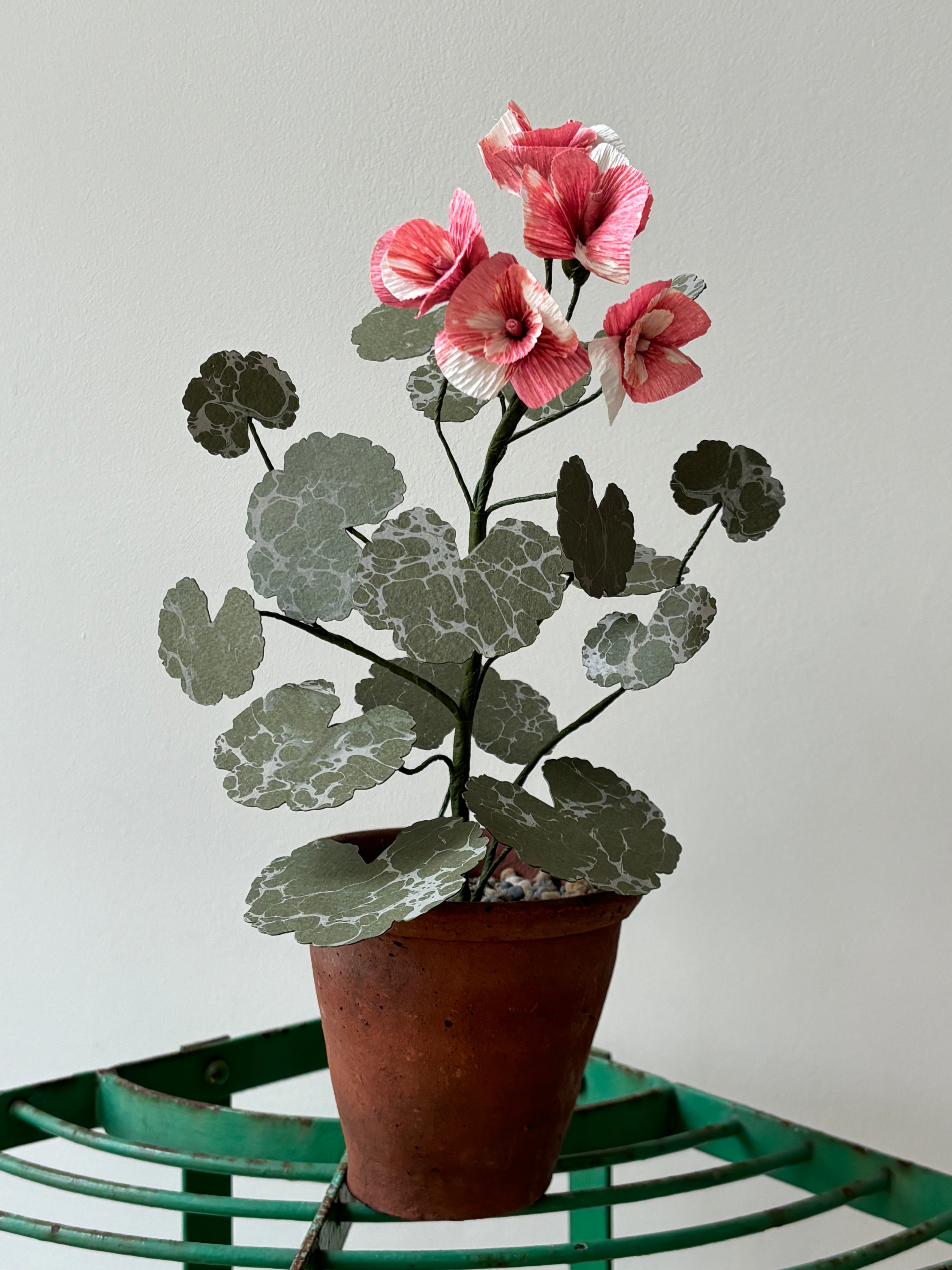 Geranium