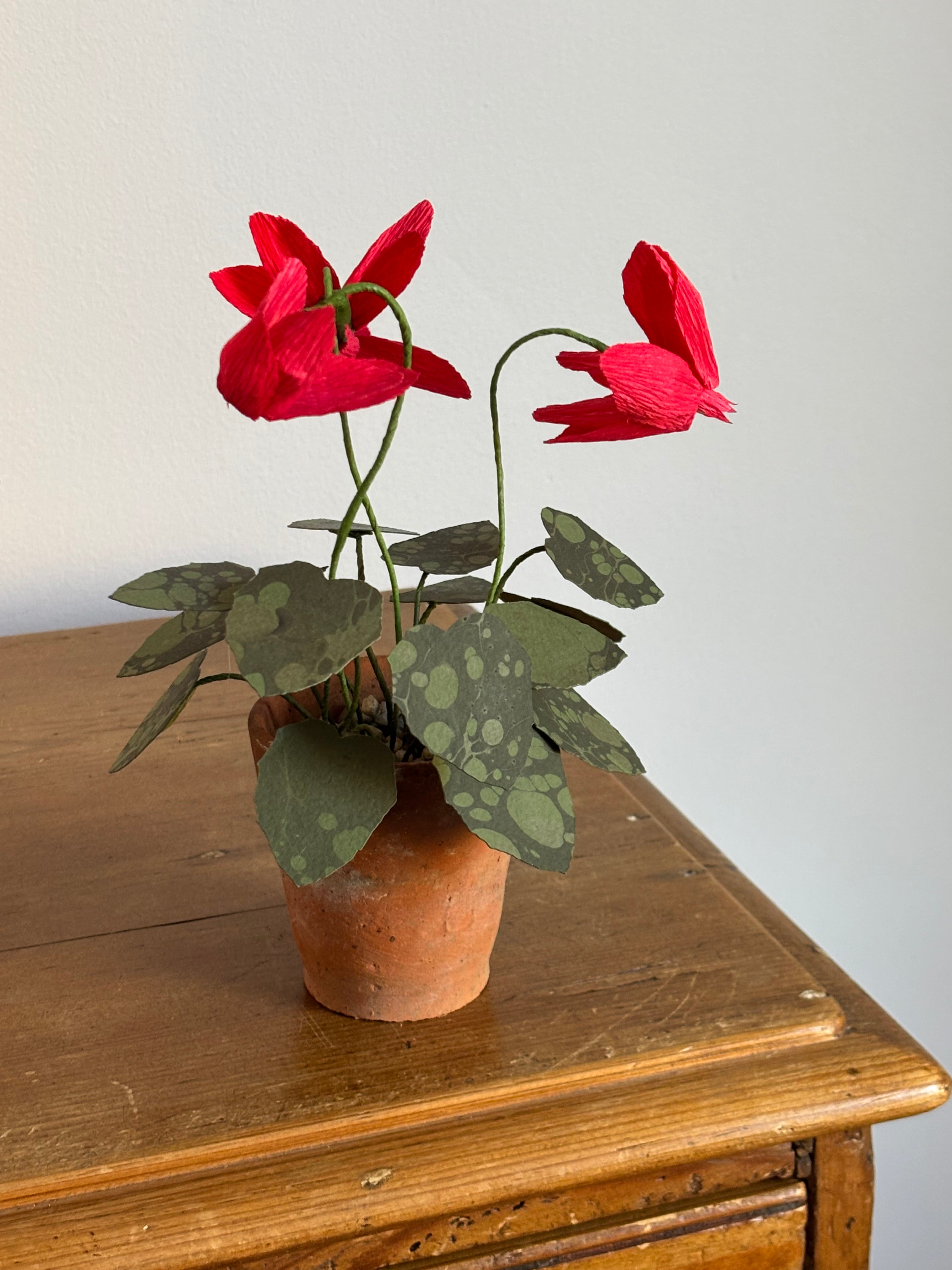 Cyclamen