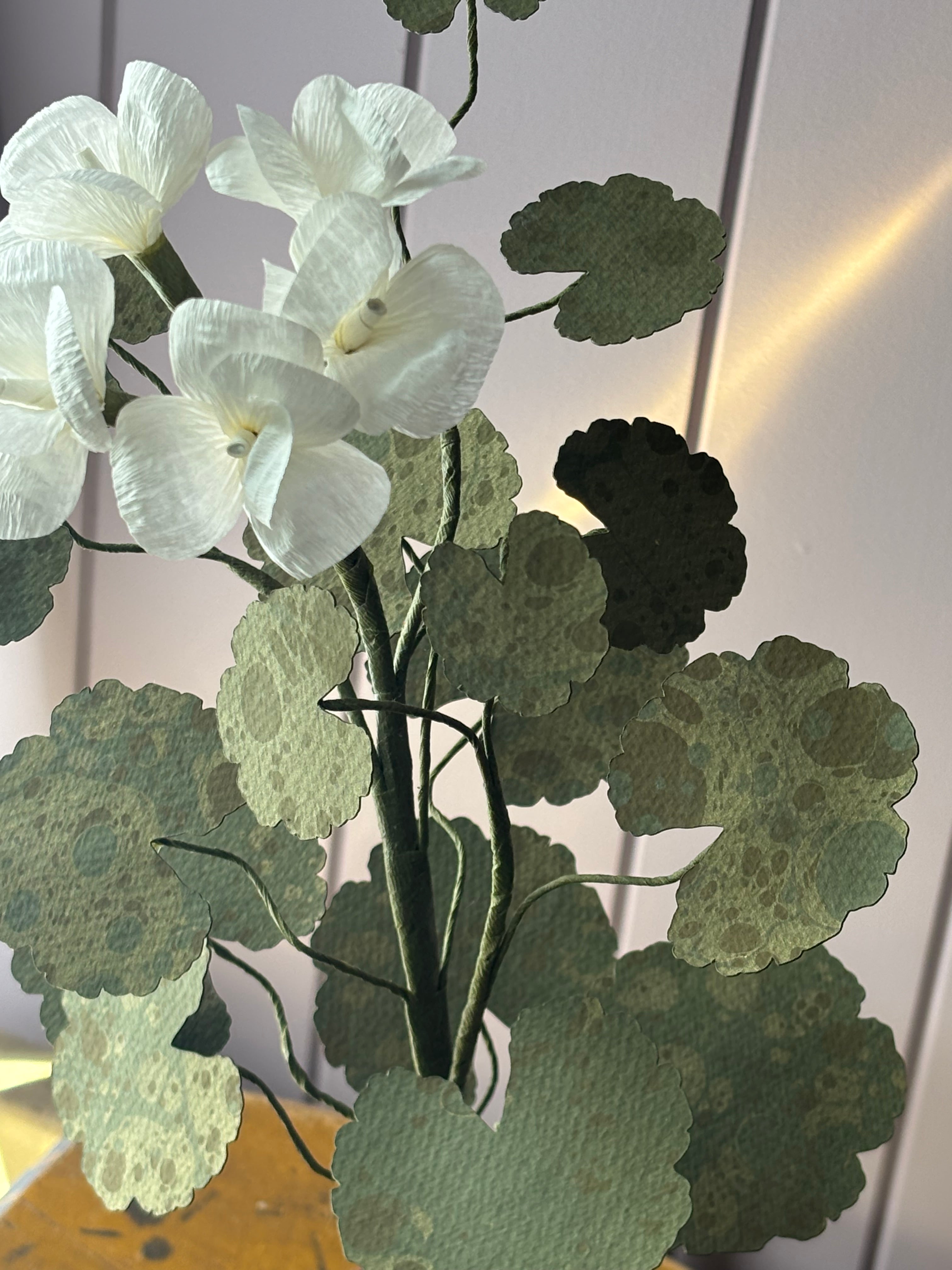 Paper geranium