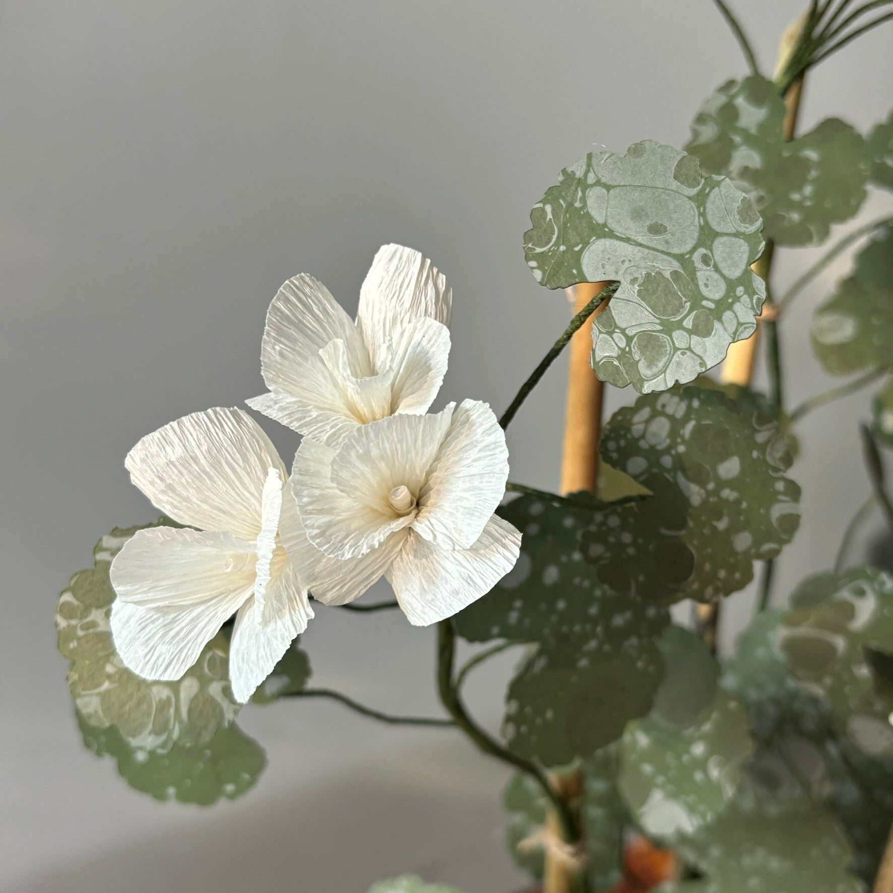 Paper Geranium