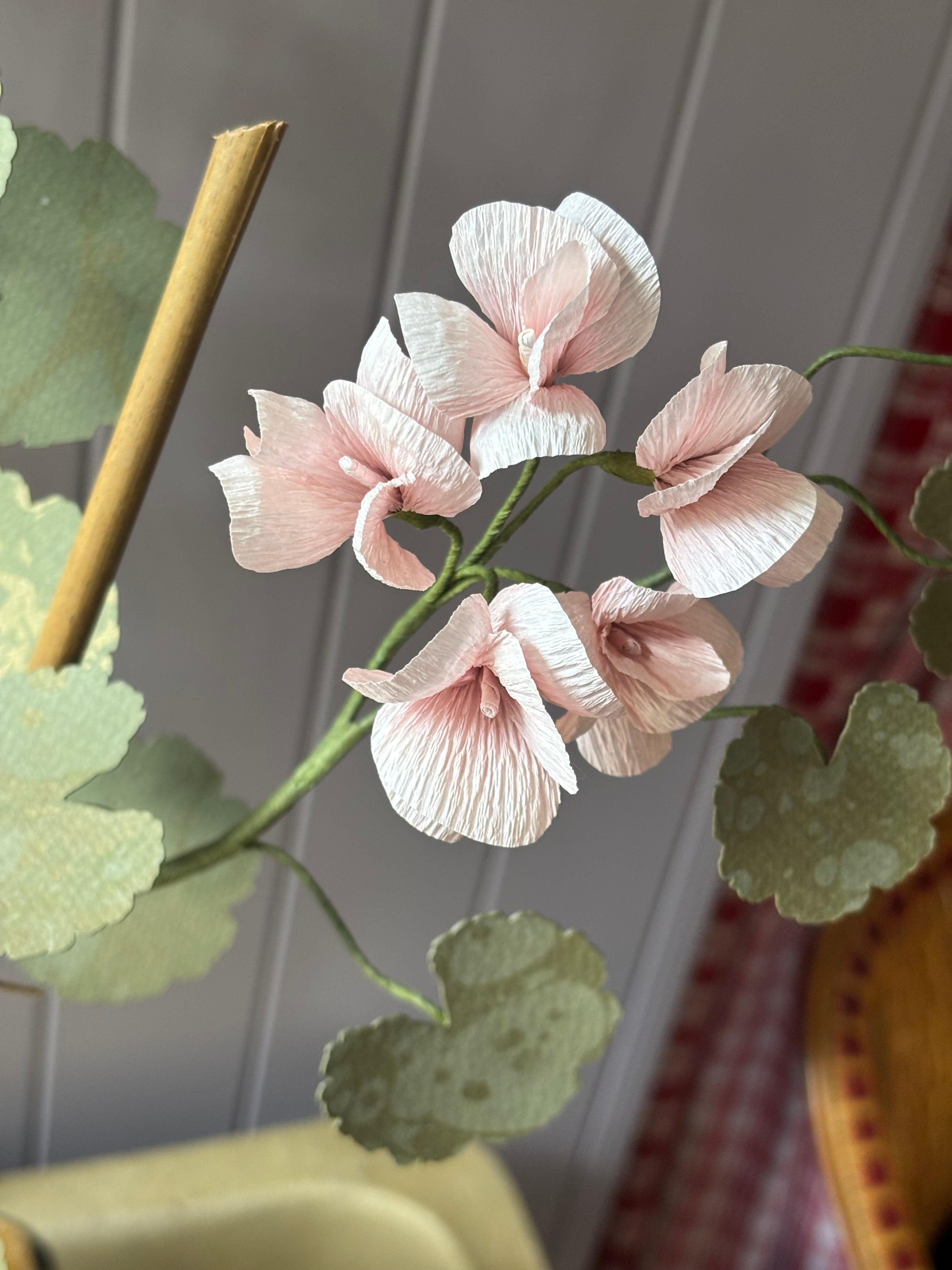 Paper geranium
