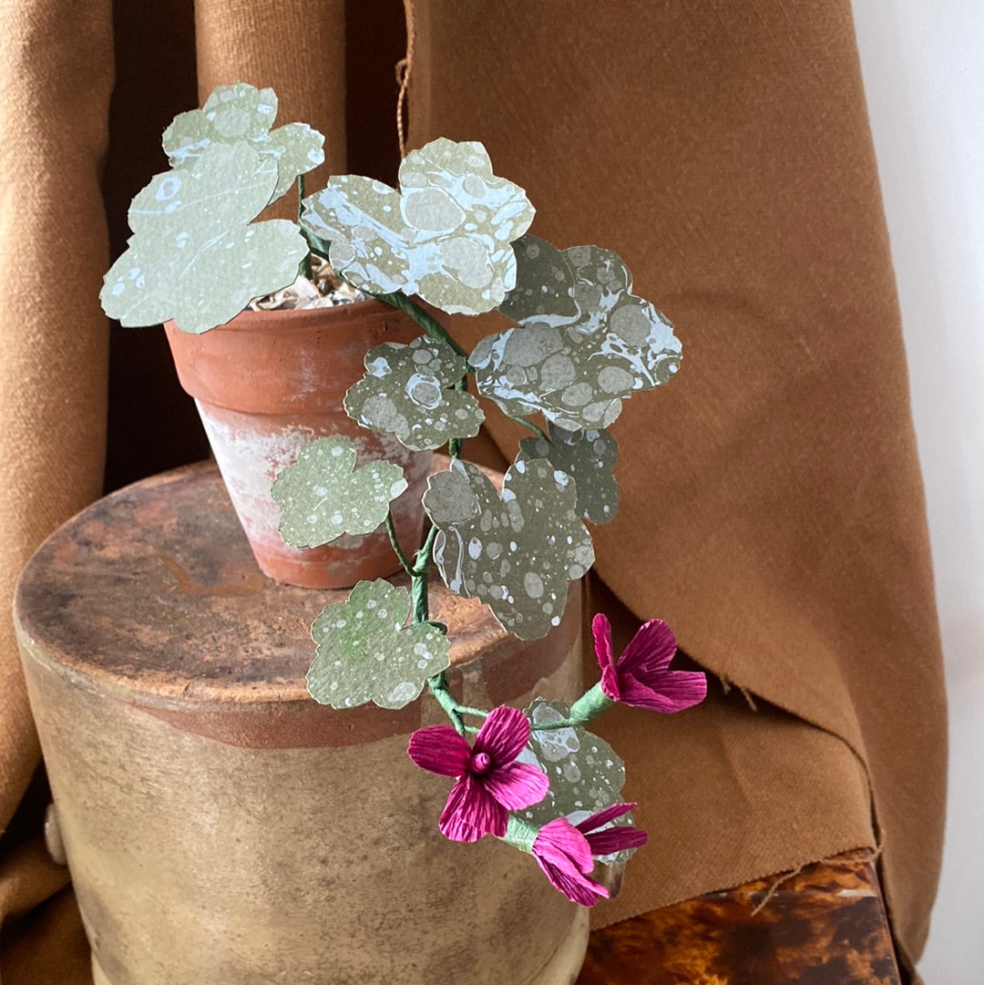 Paper Geranium trailing