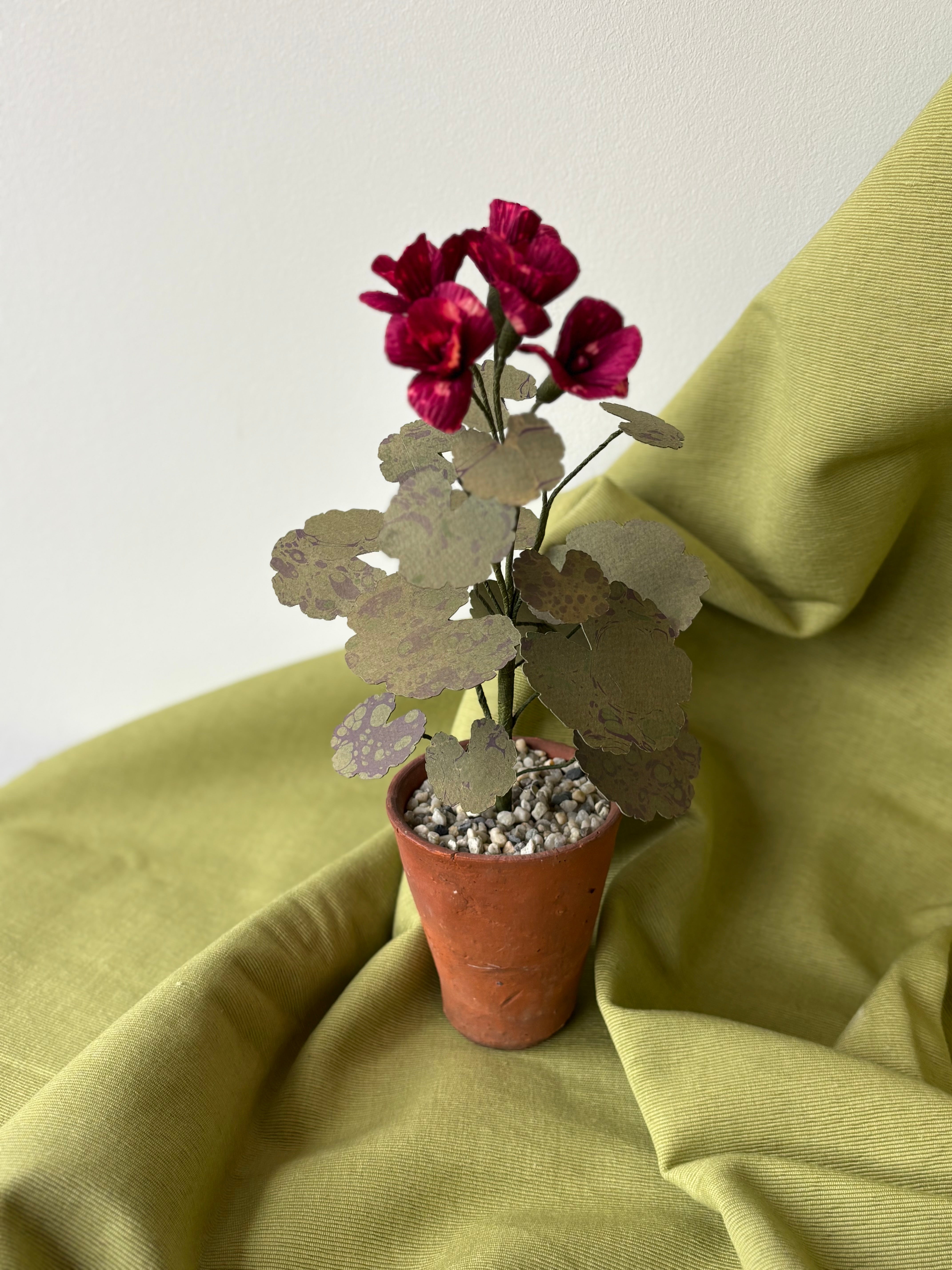 Paper Geranium