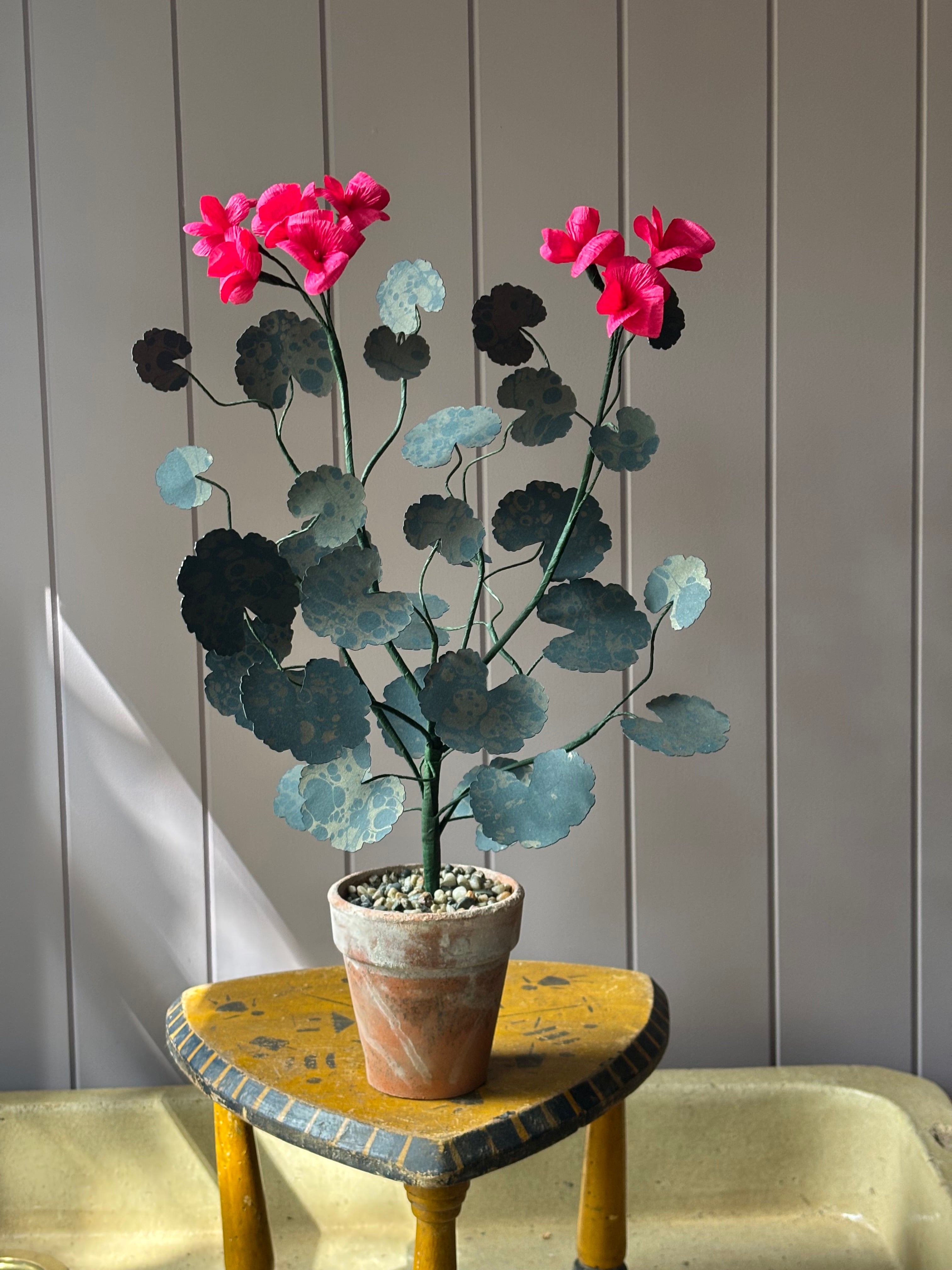 Paper geranium