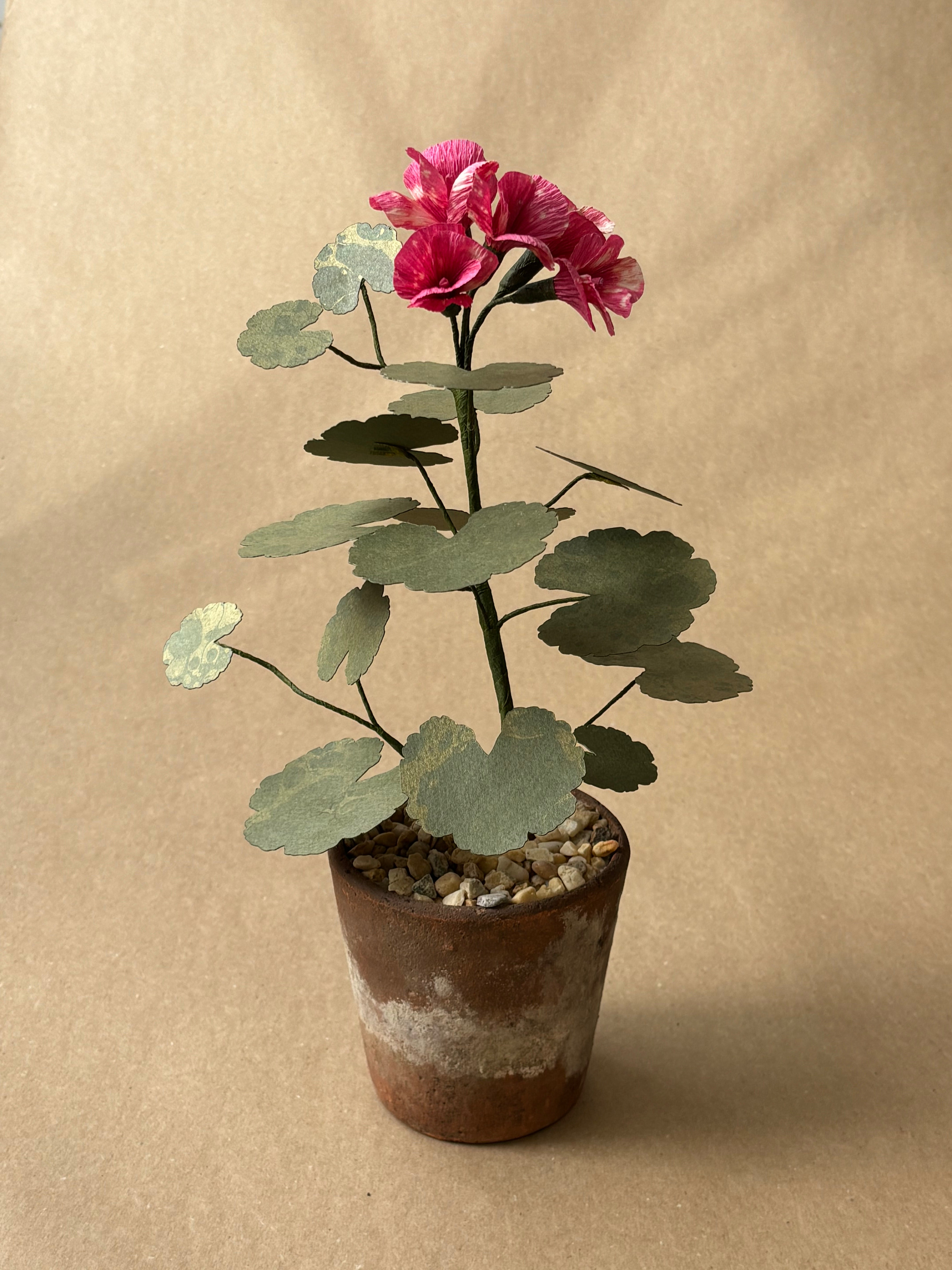 Geranium