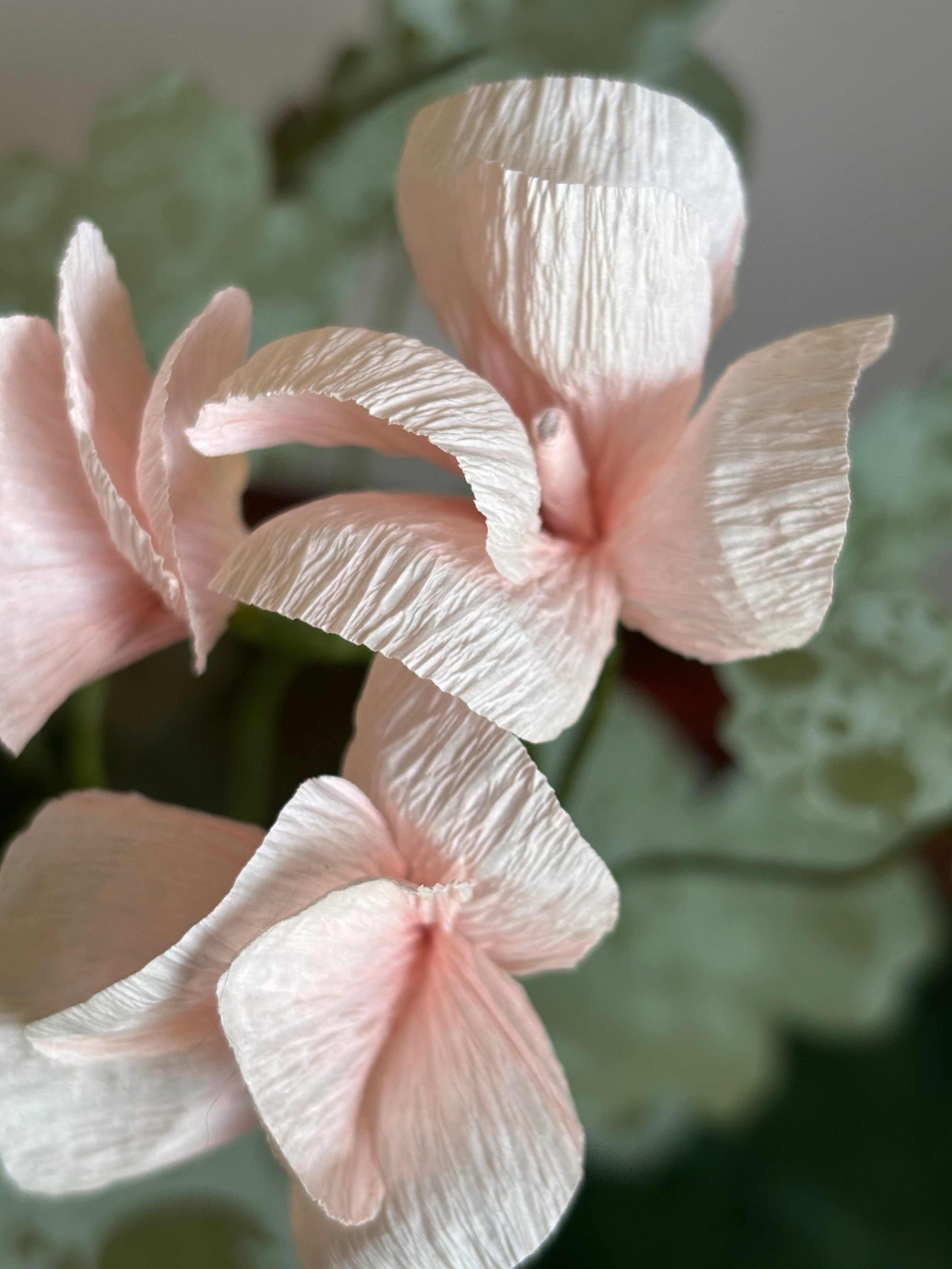 Paper Geranium