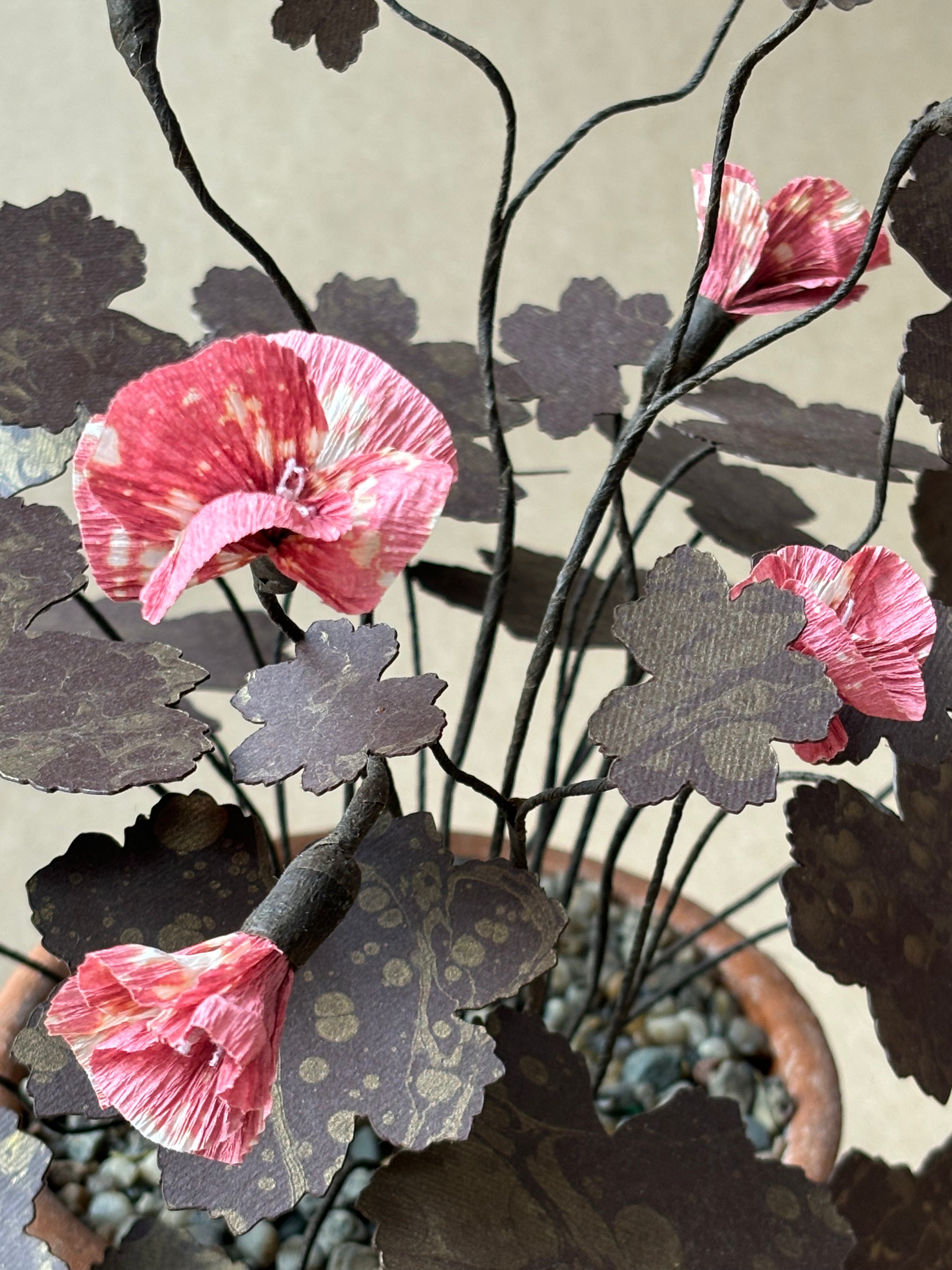 Geranium, Hardy