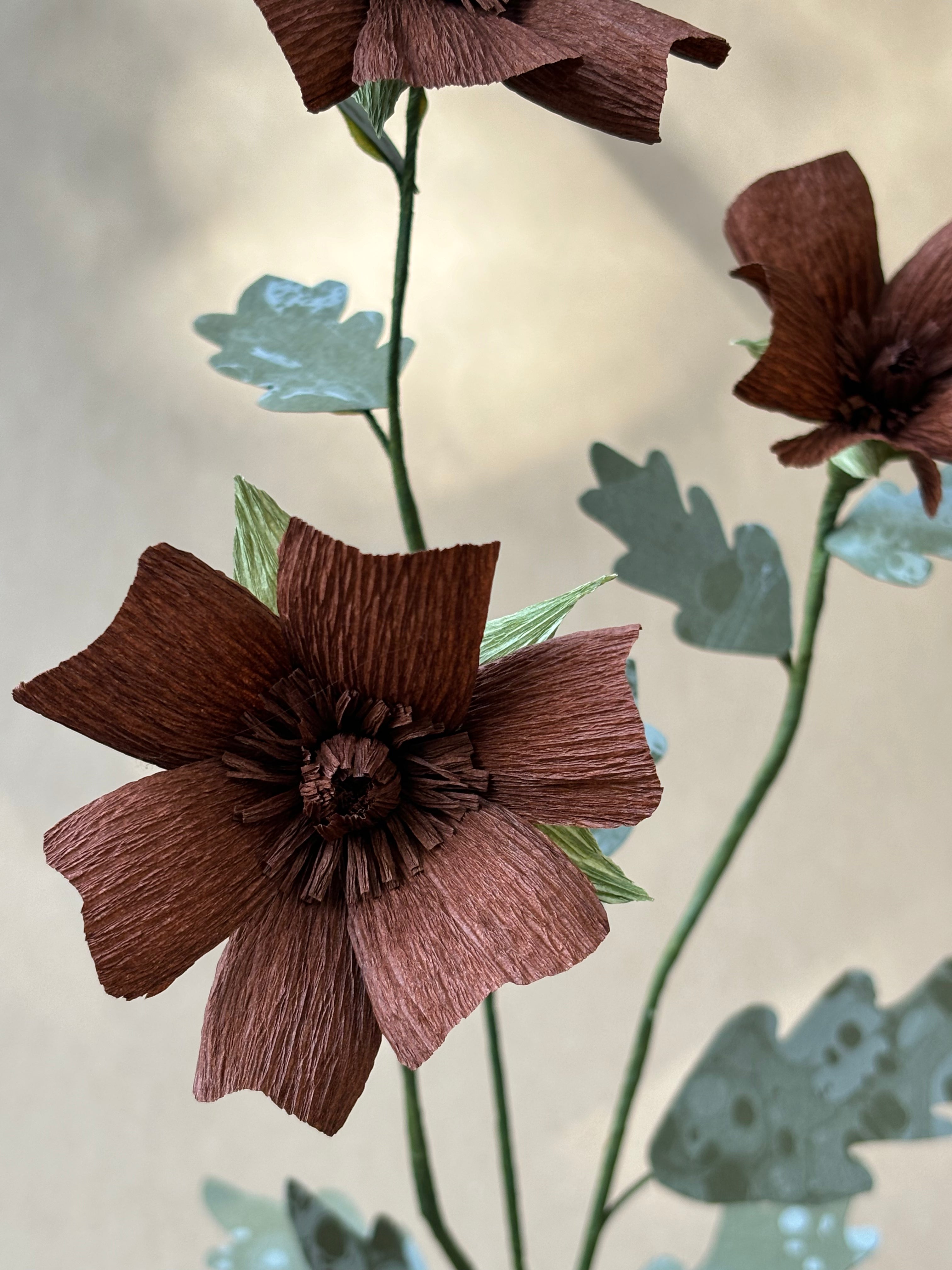 Chocolate Cosmos
