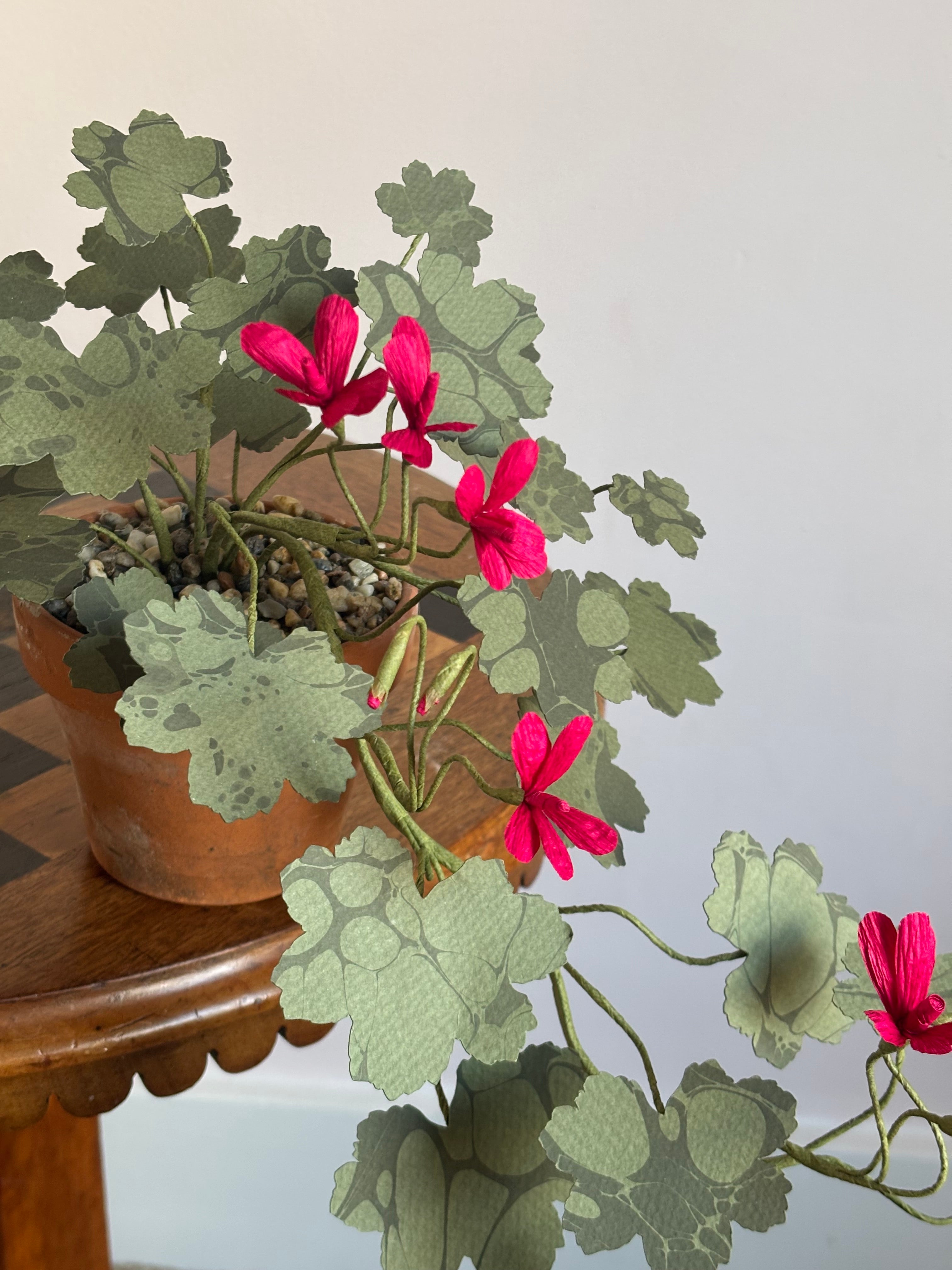 Paper Geranium, trailing
