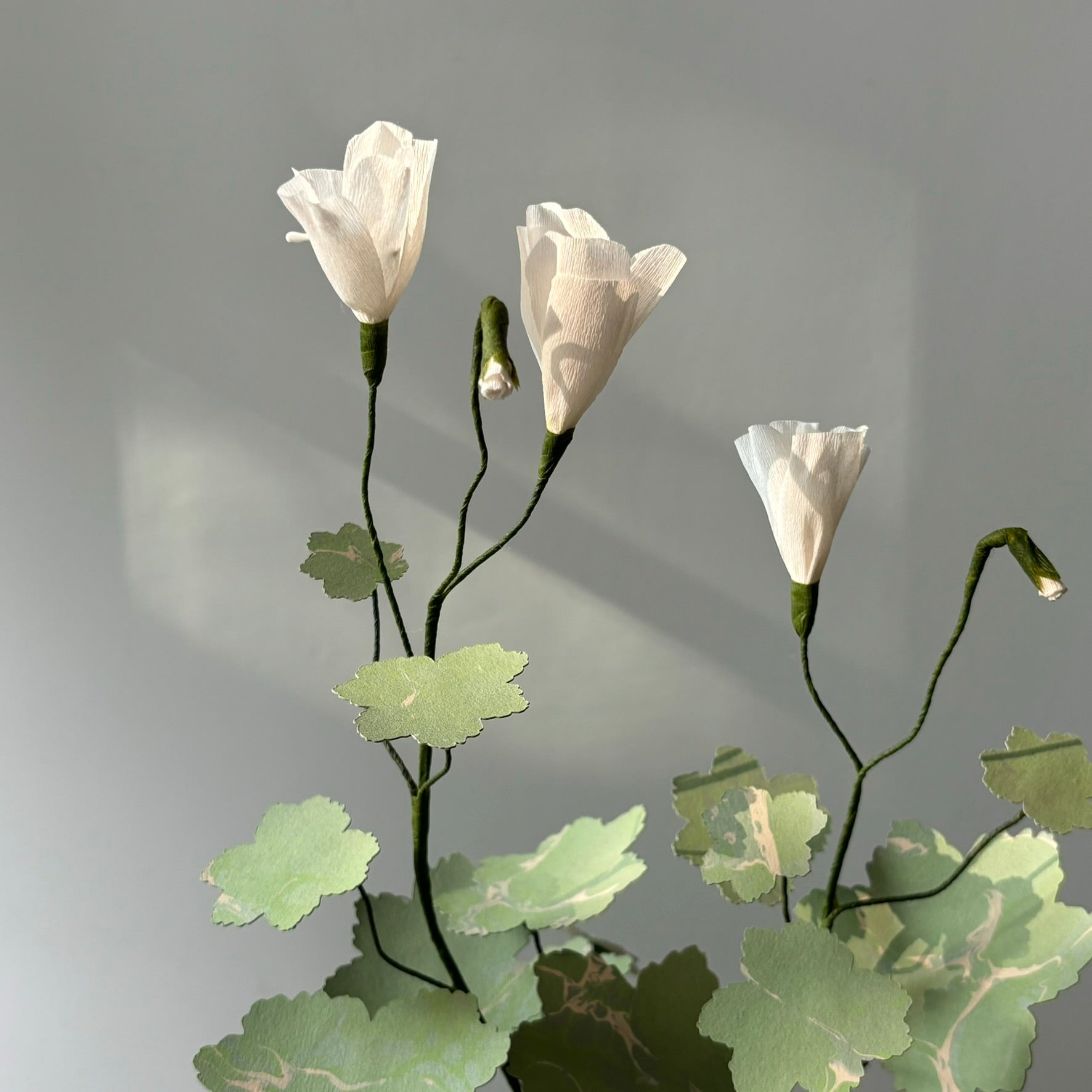 Paper Geranium