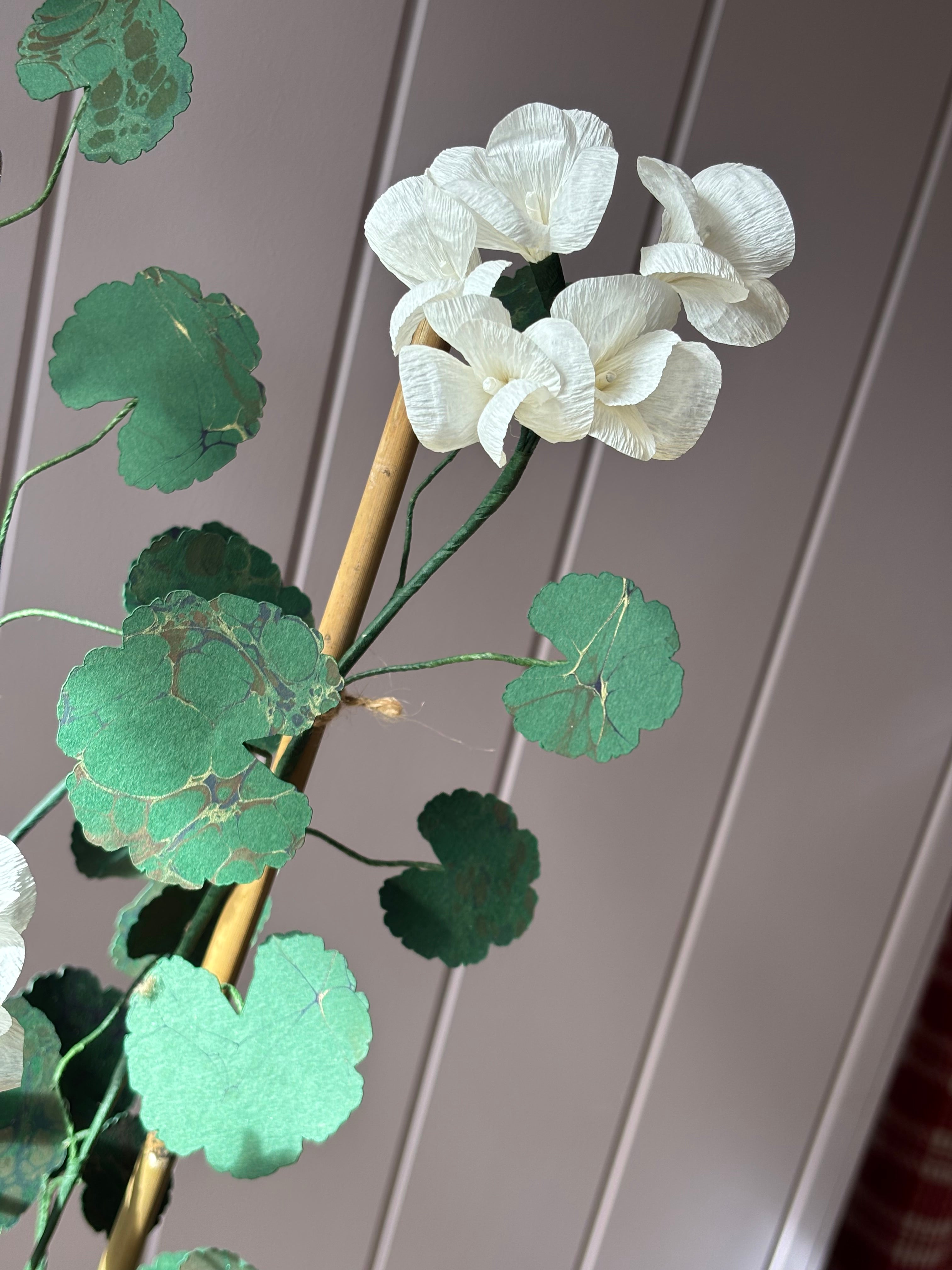 Paper geranium