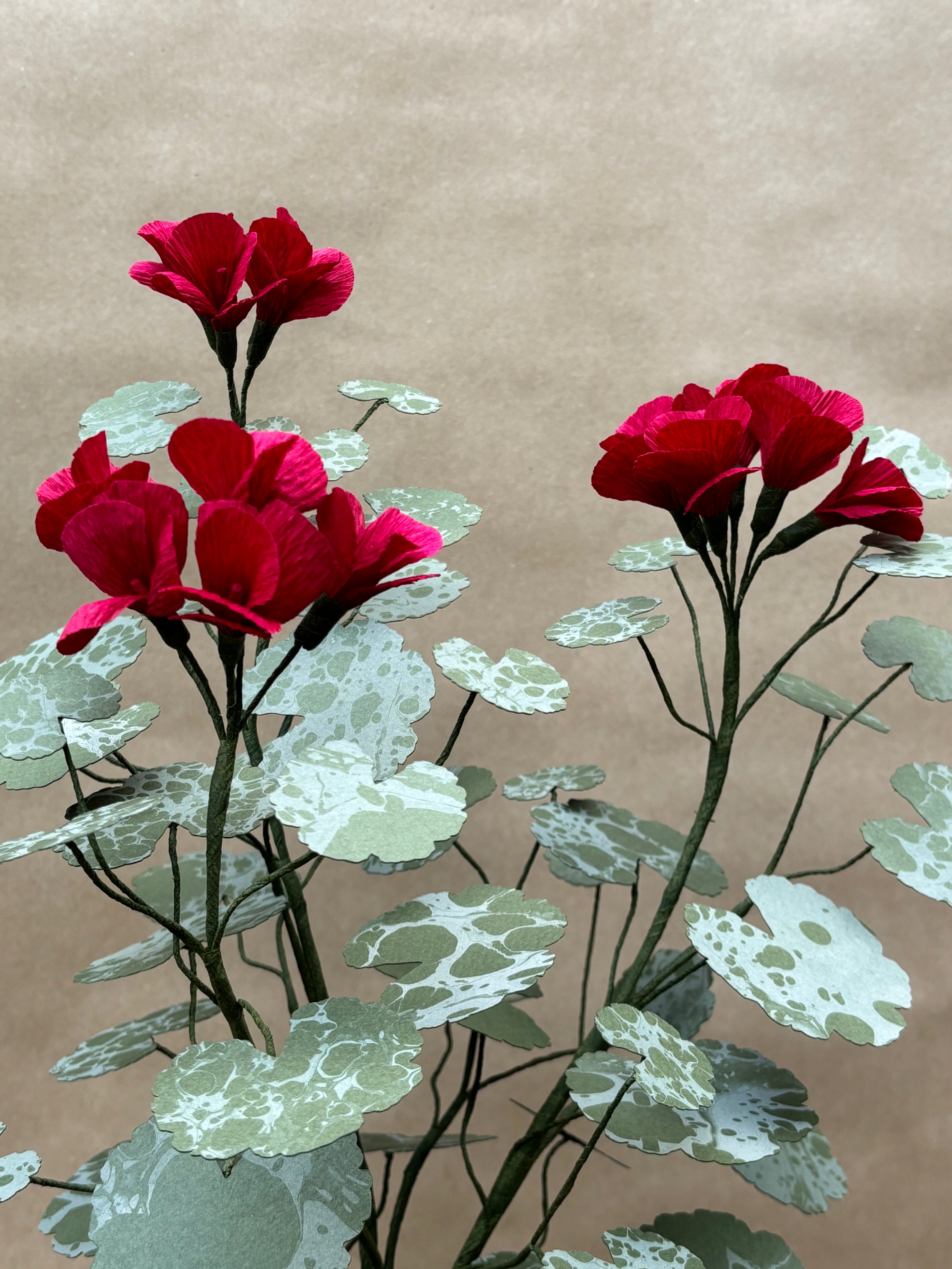 Geranium