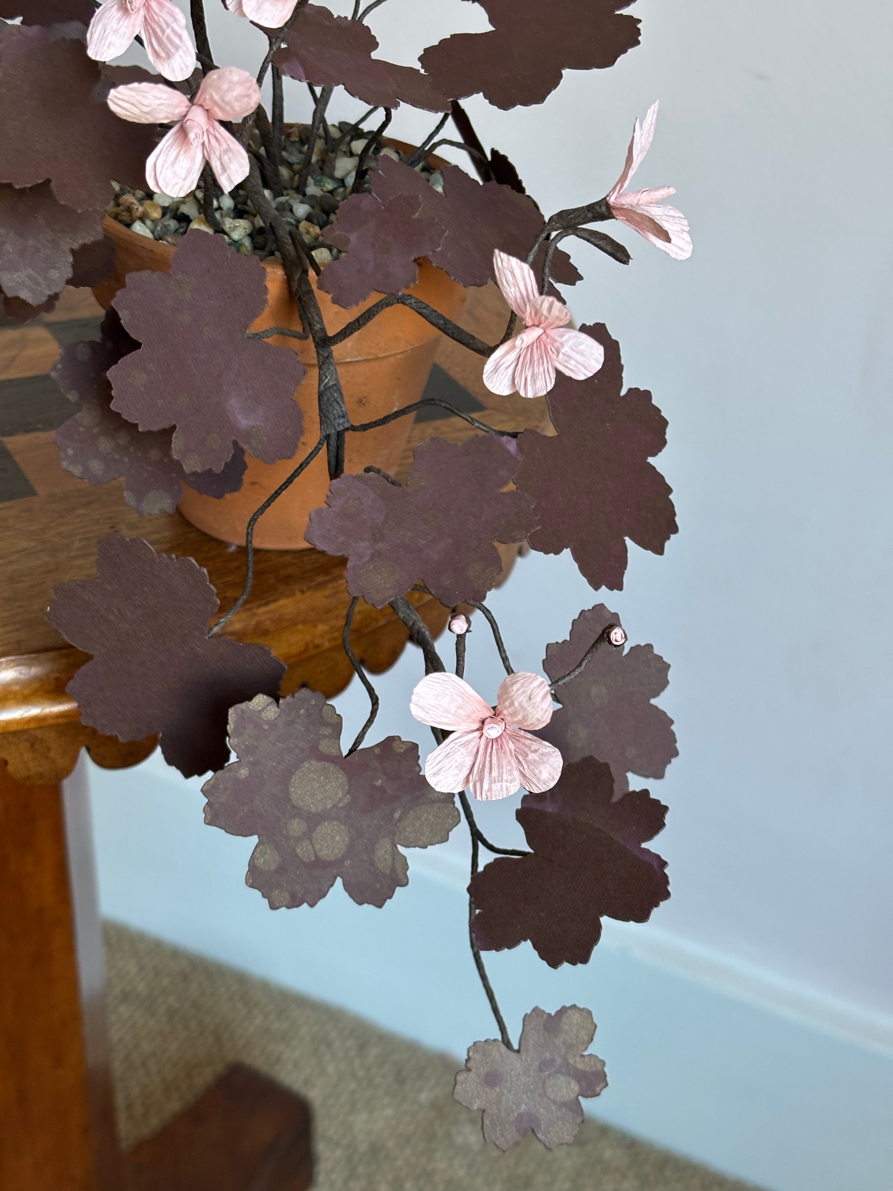 Paper Geranium, trailing