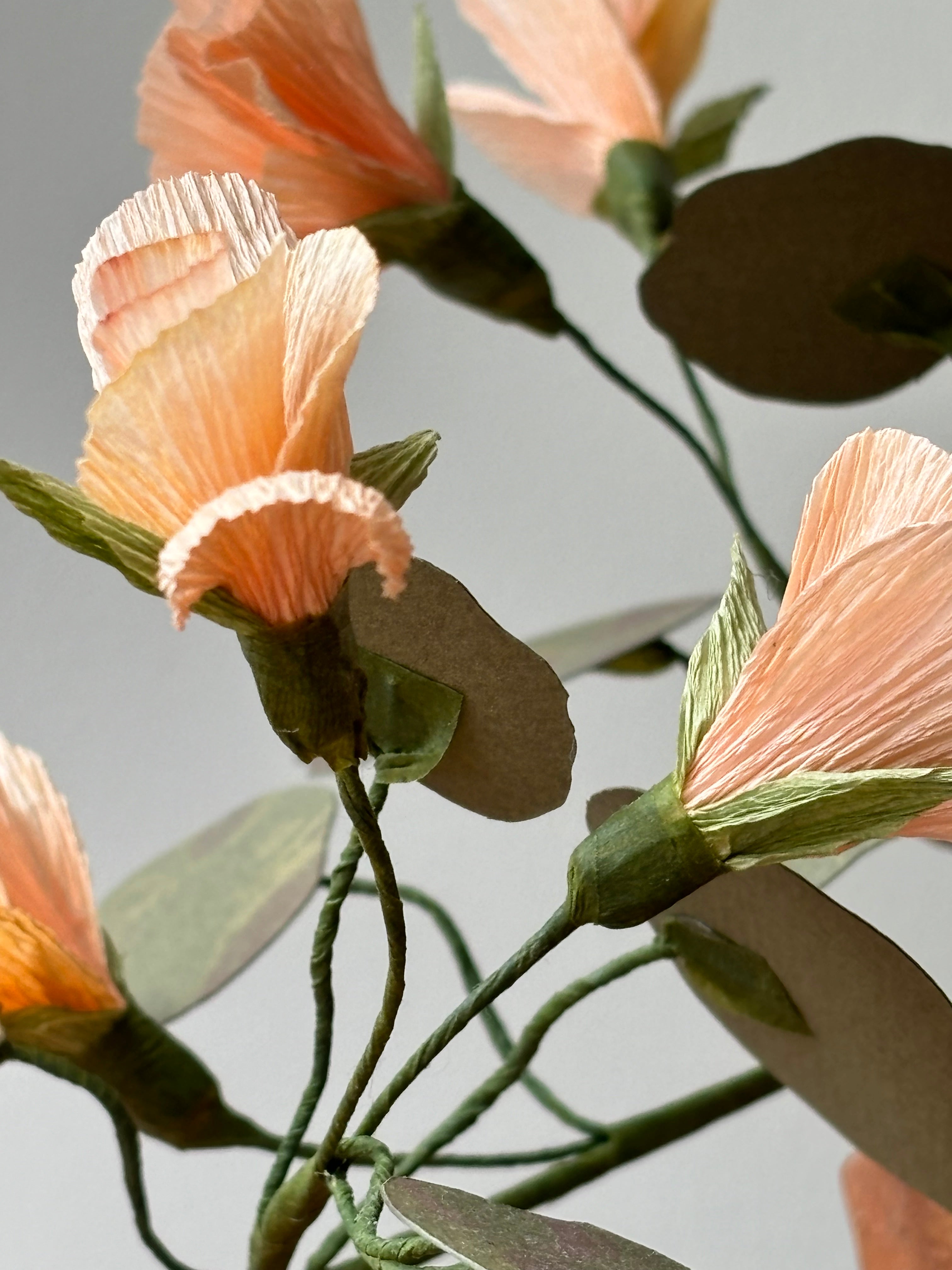 Nasturtium, trailing