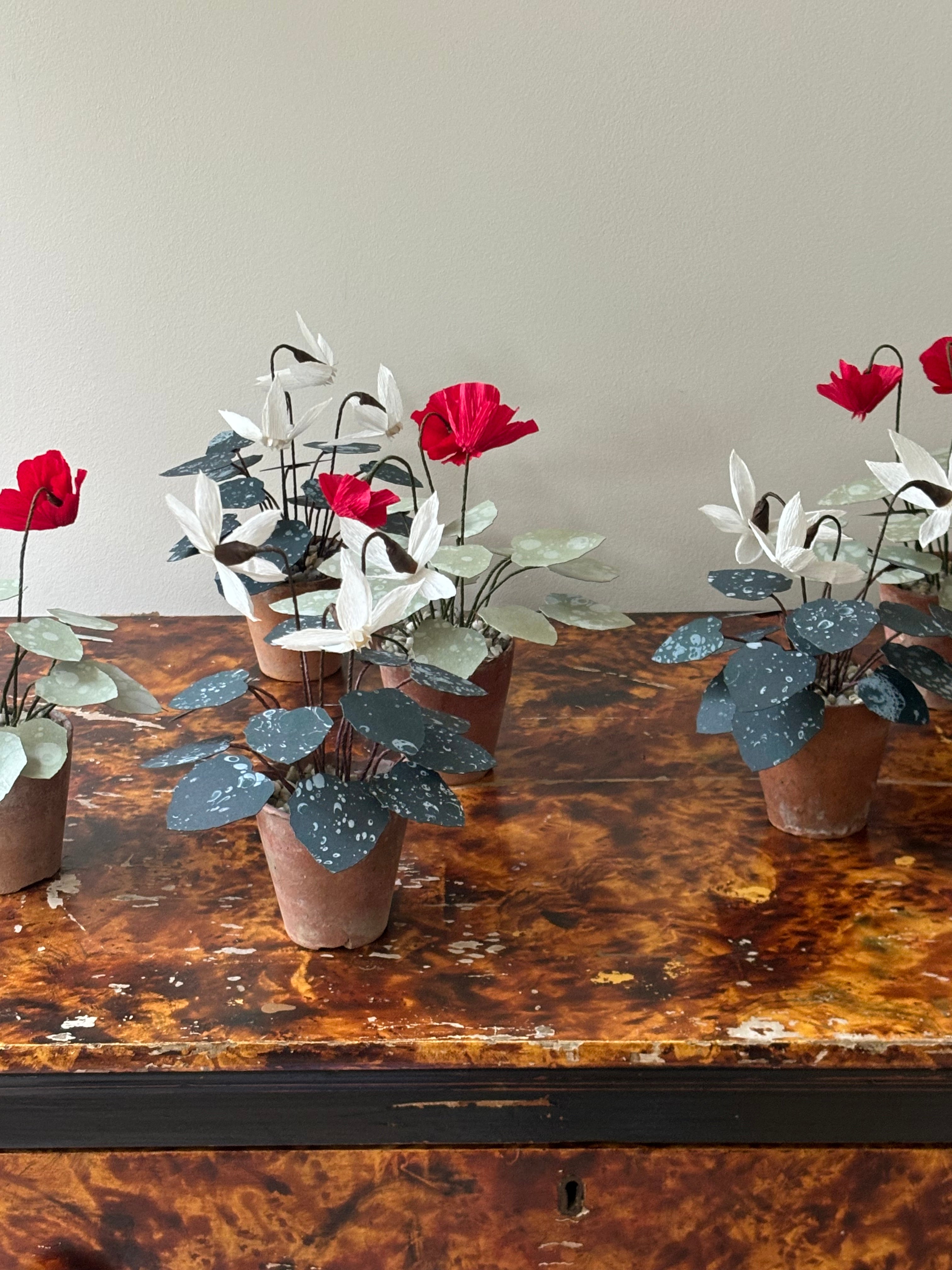 Cyclamen 3