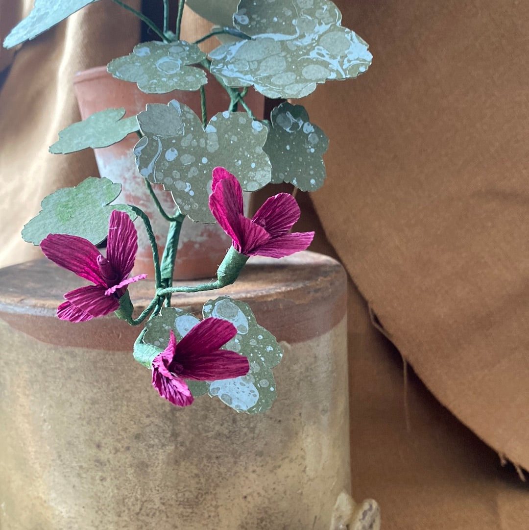 Paper Geranium trailing