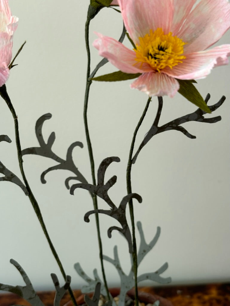 Cosmos