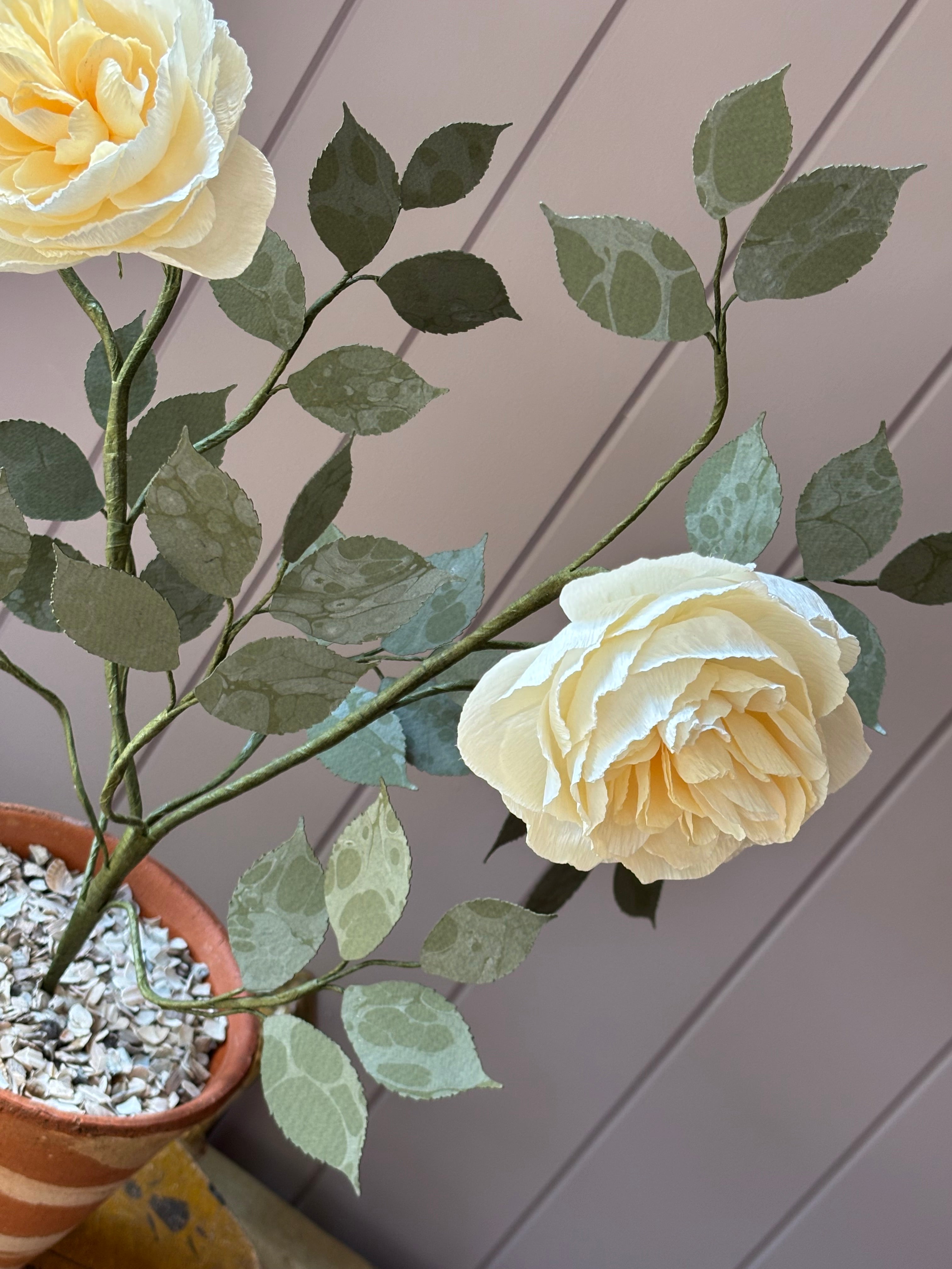 Paper Shrub Rose