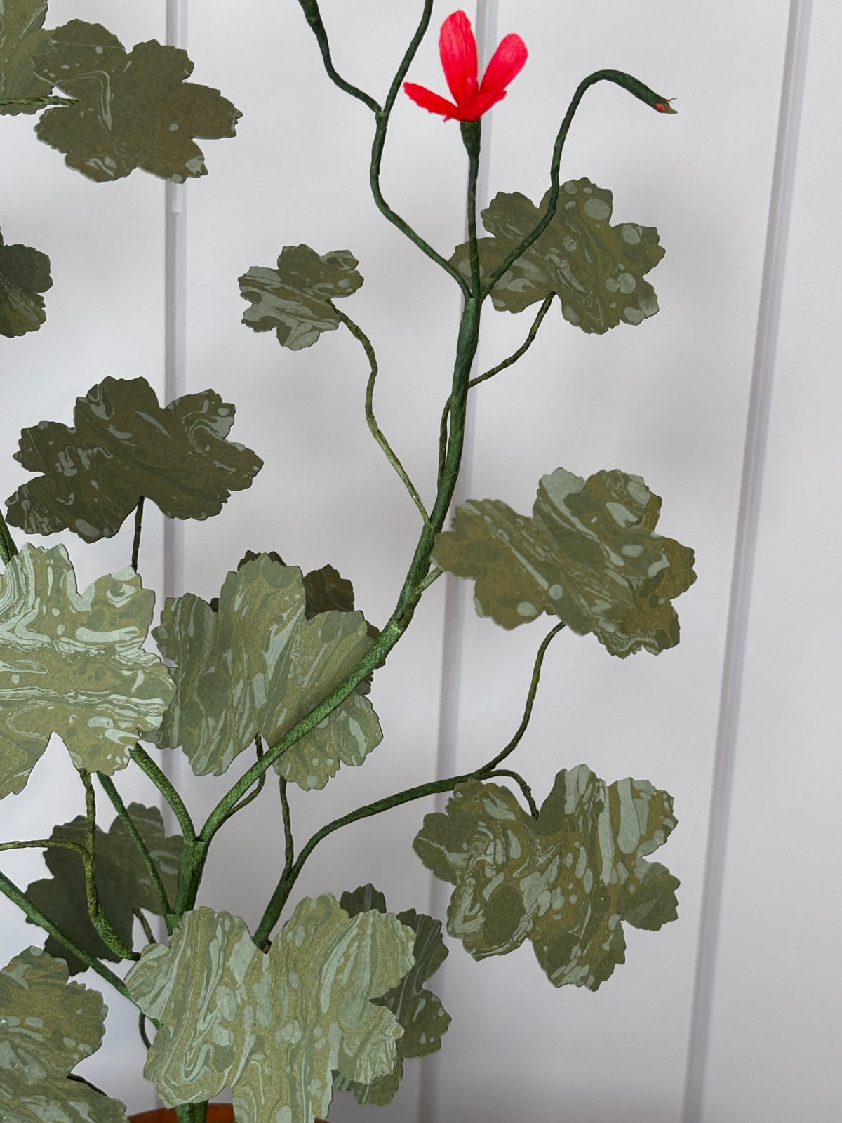 Paper geranium