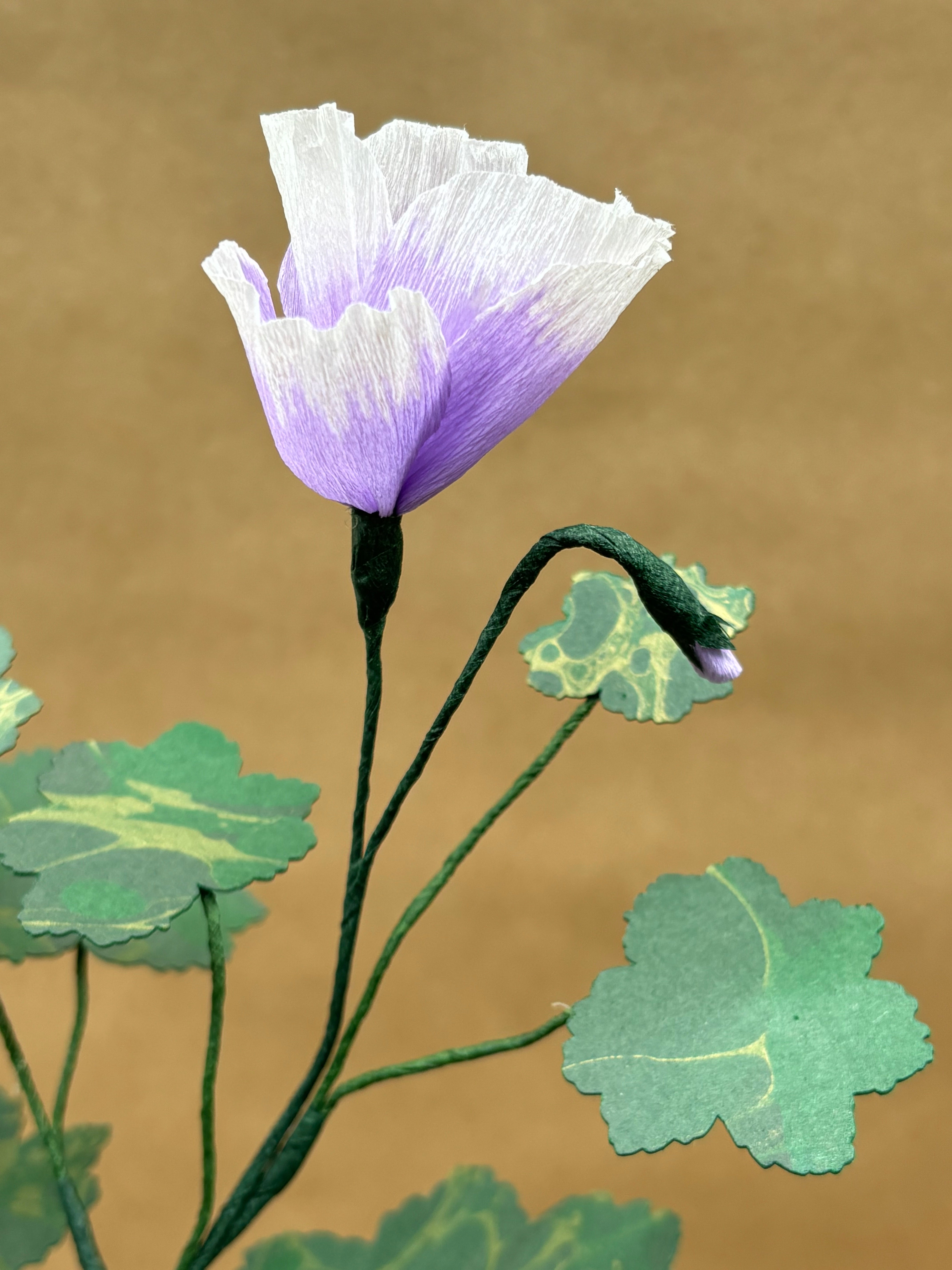 Paper Geranium
