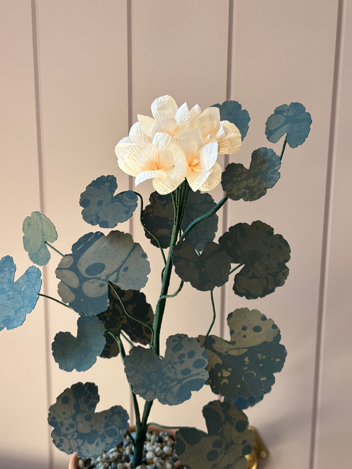 Paper geranium