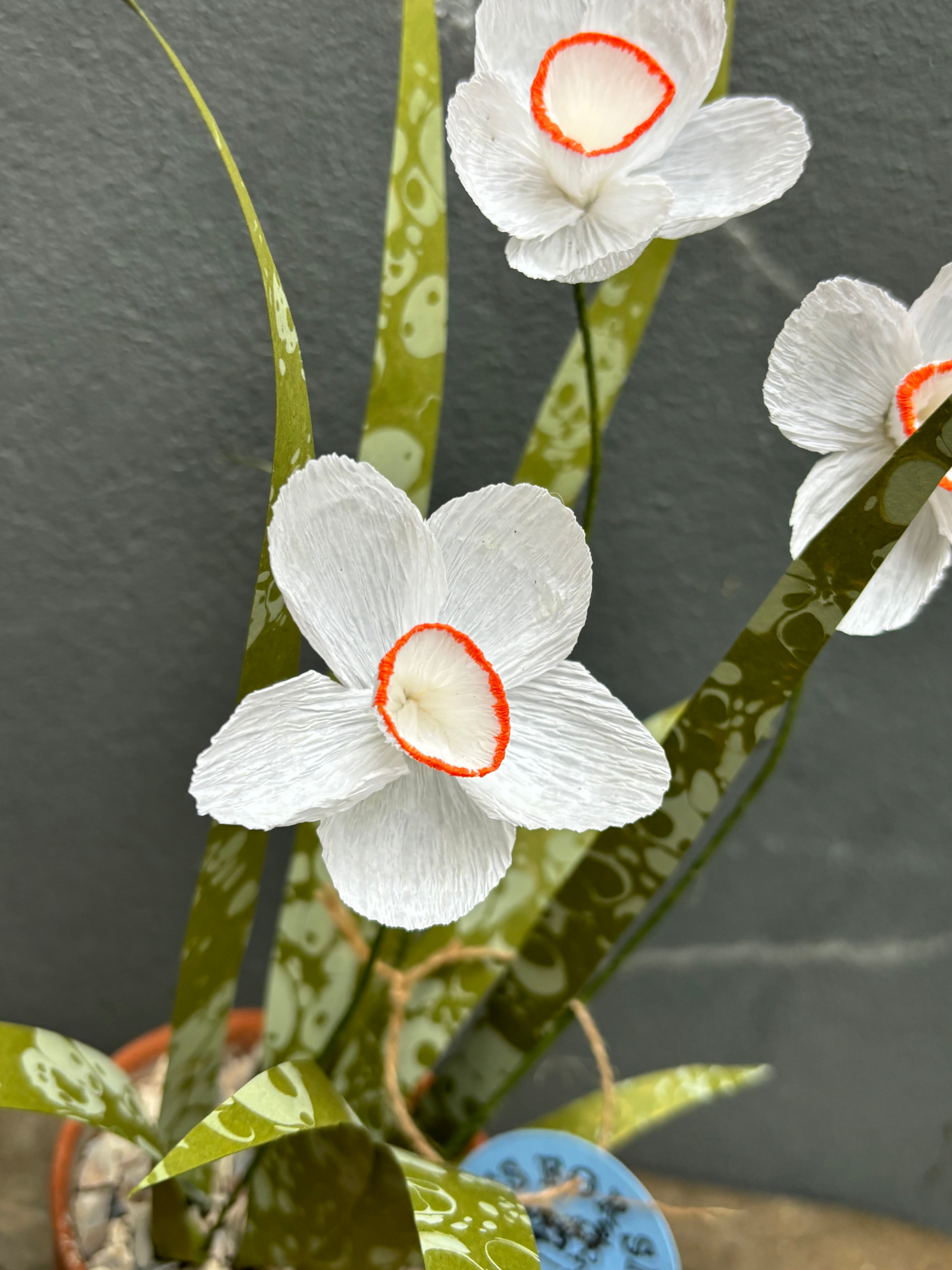 Paper Pheasant eye narcissus