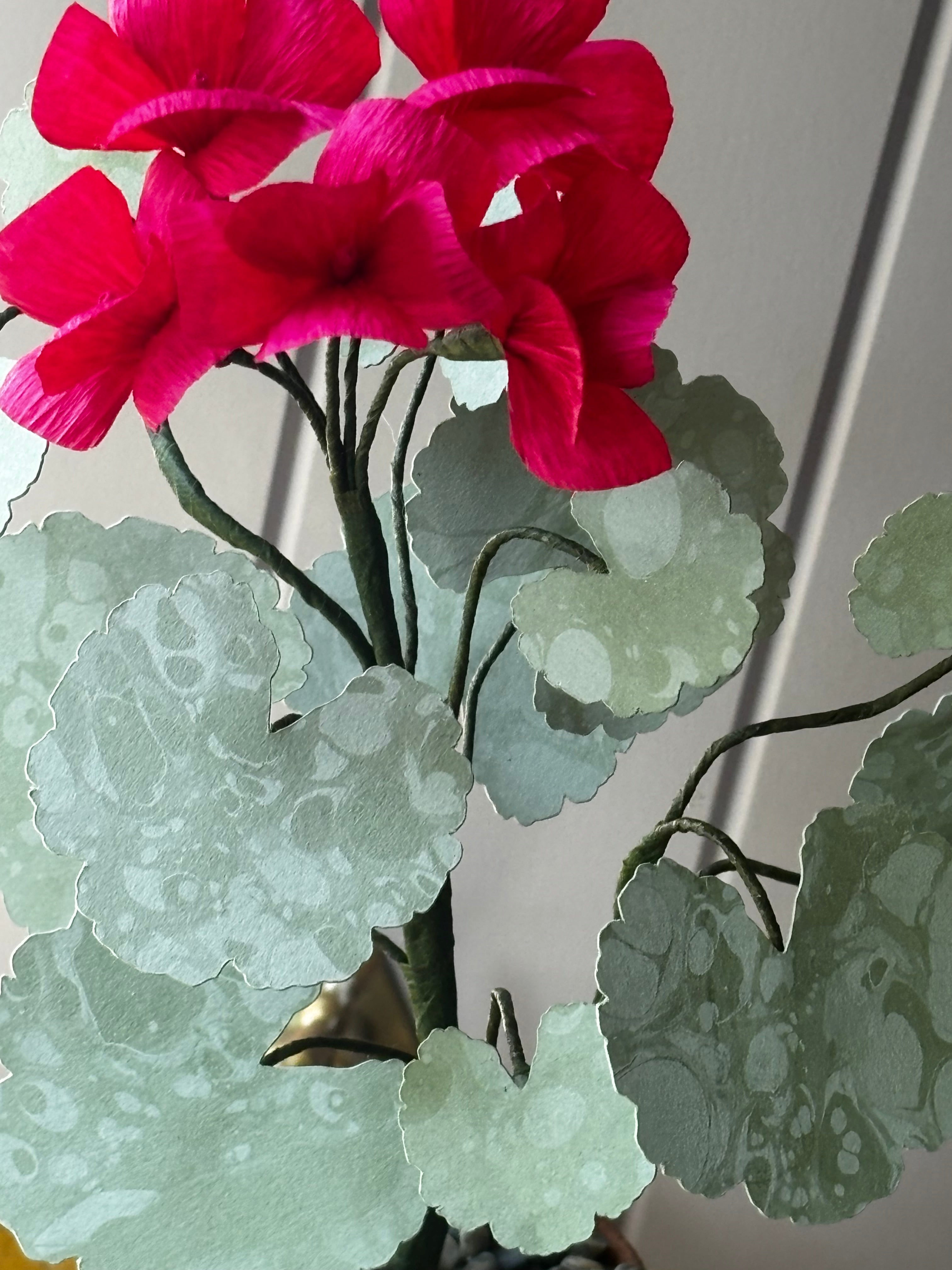 Paper geranium