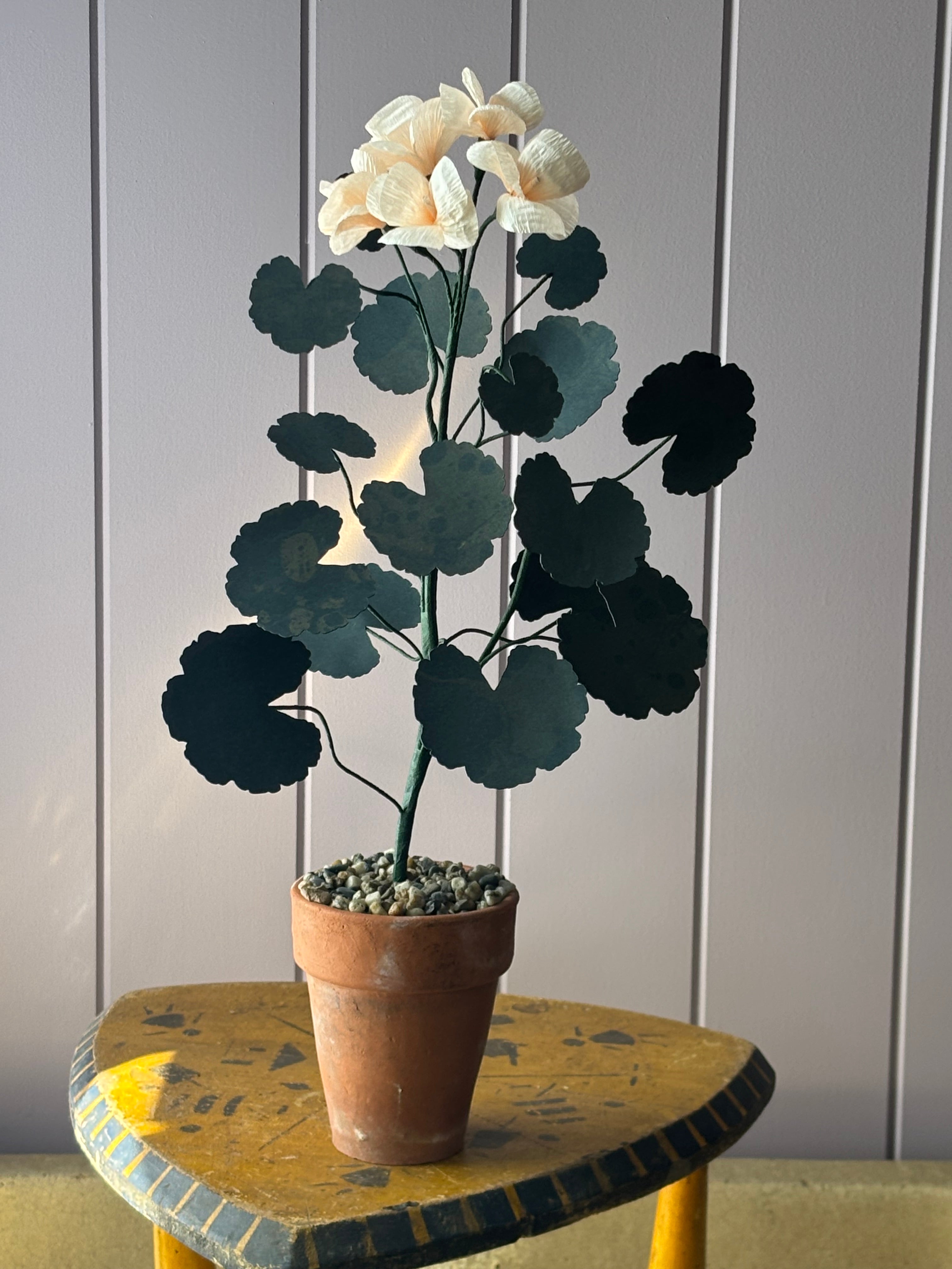 Paper geranium