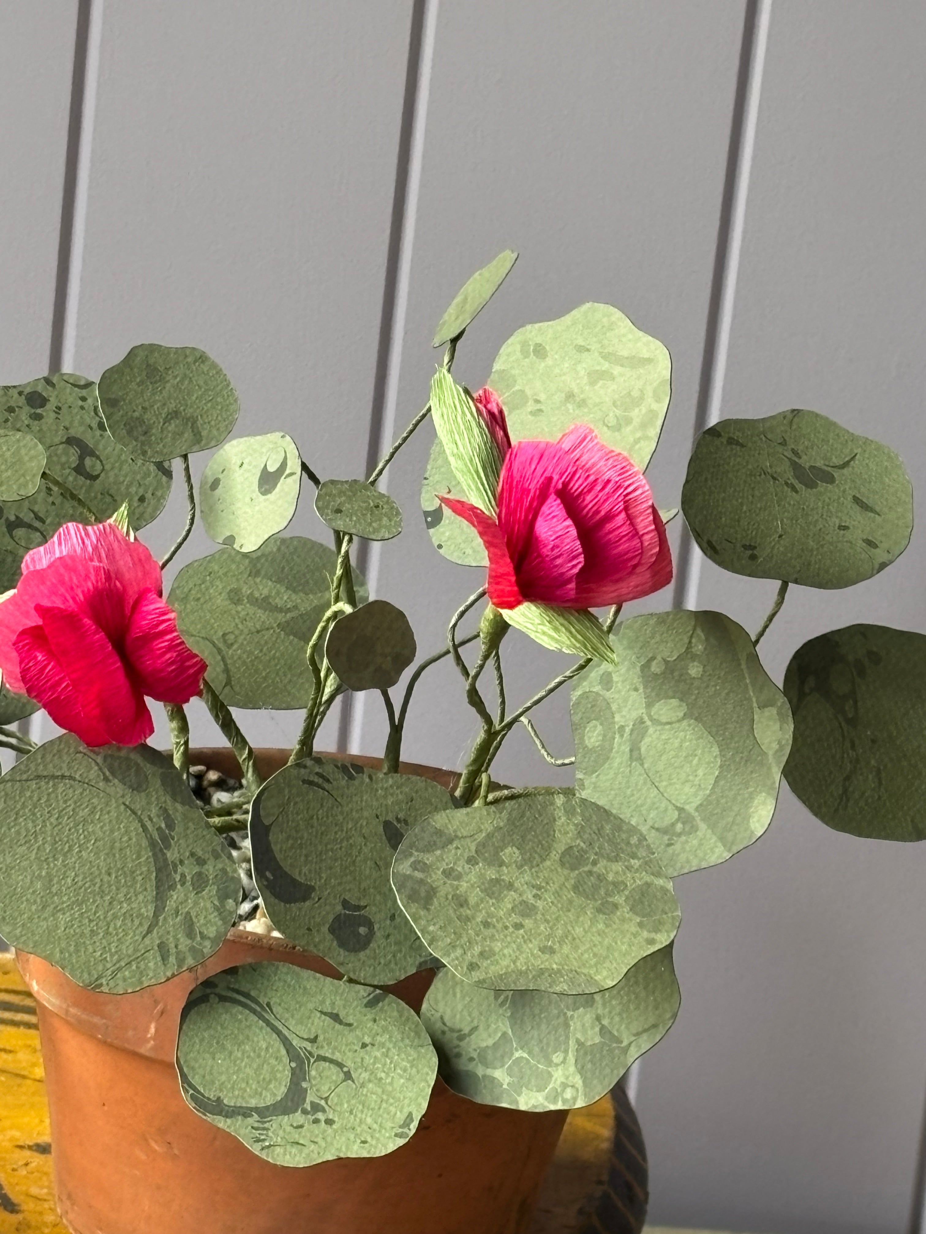 Nasturtium, trailing