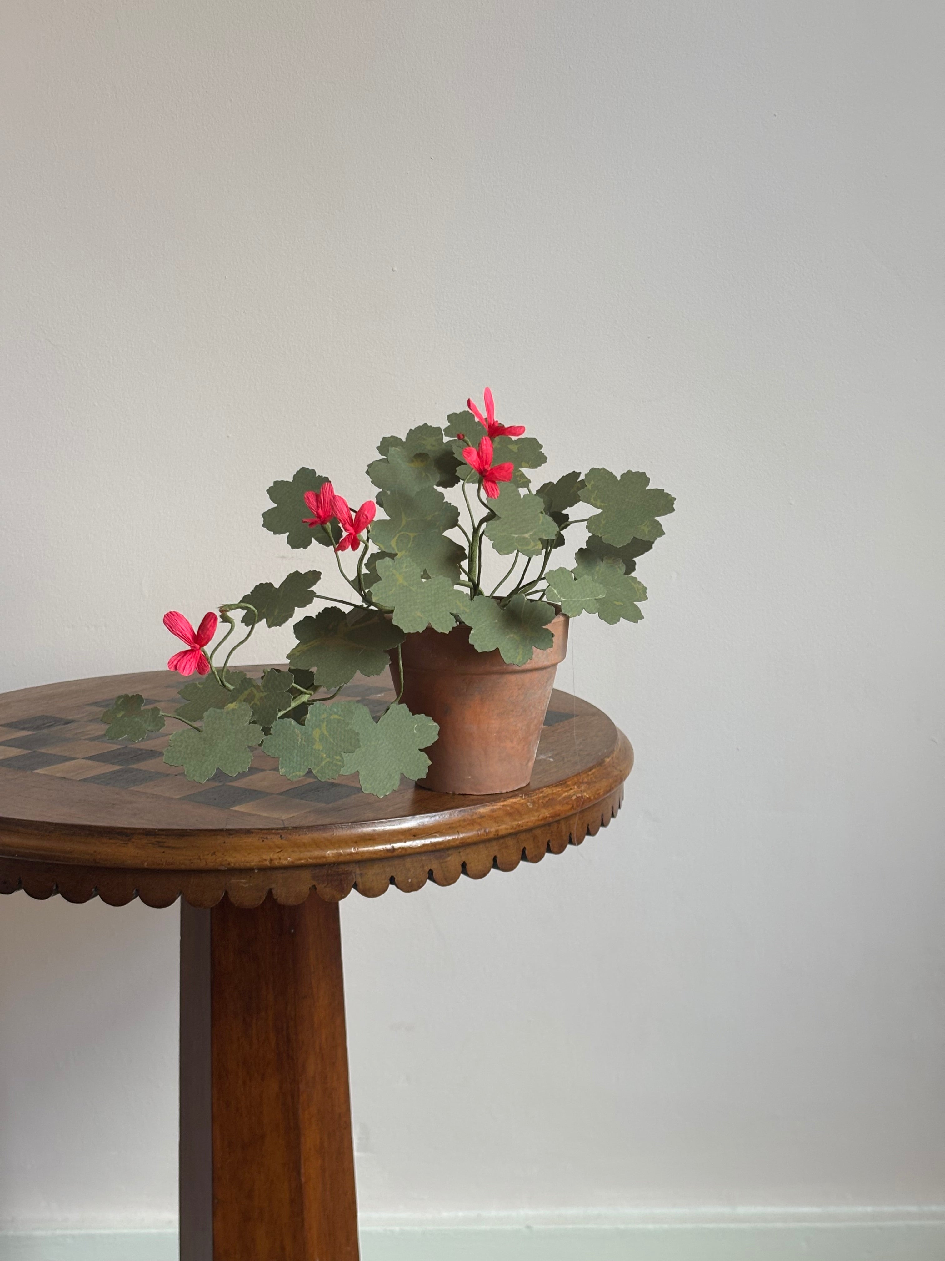 Paper Geranium, trailing