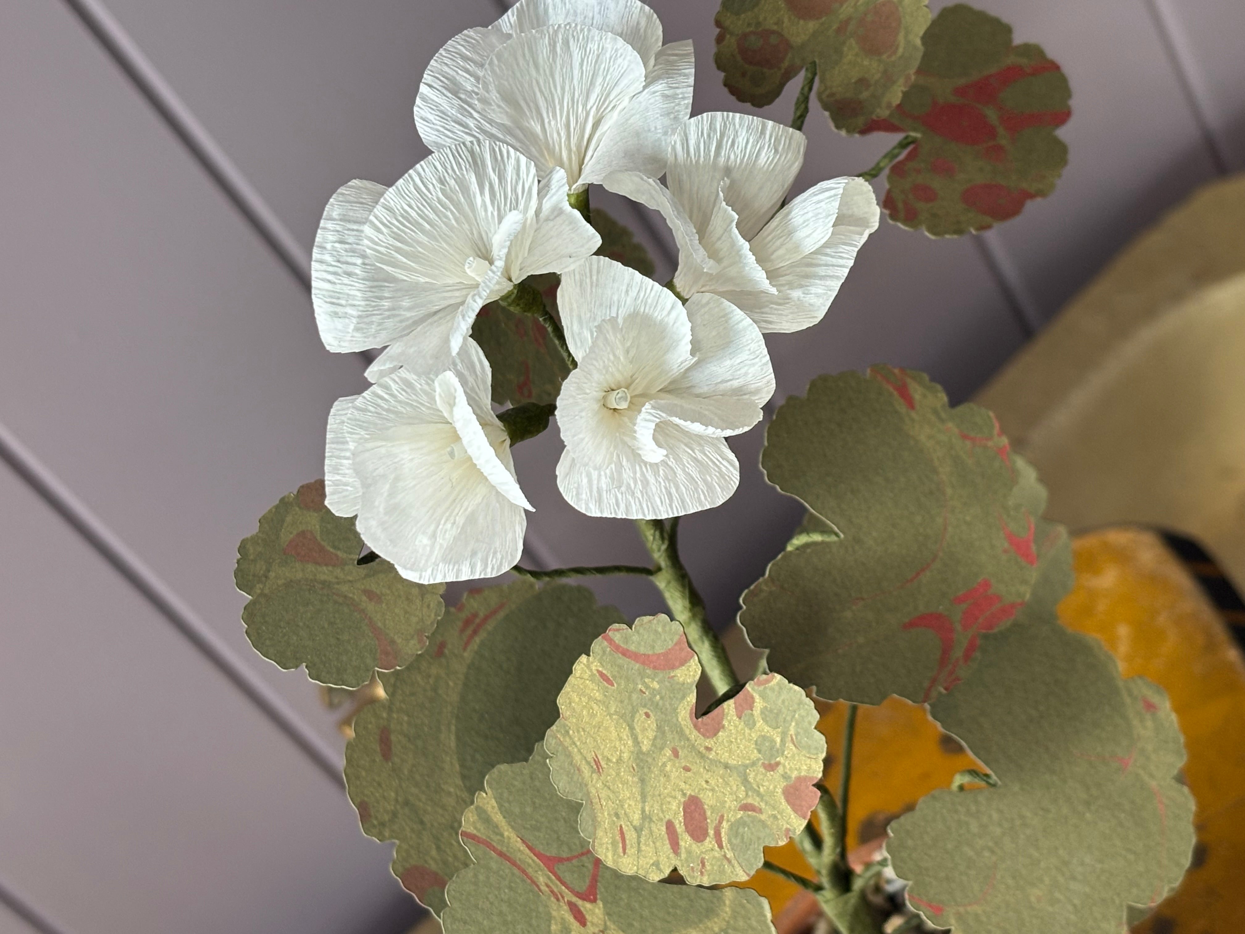 Paper geranium