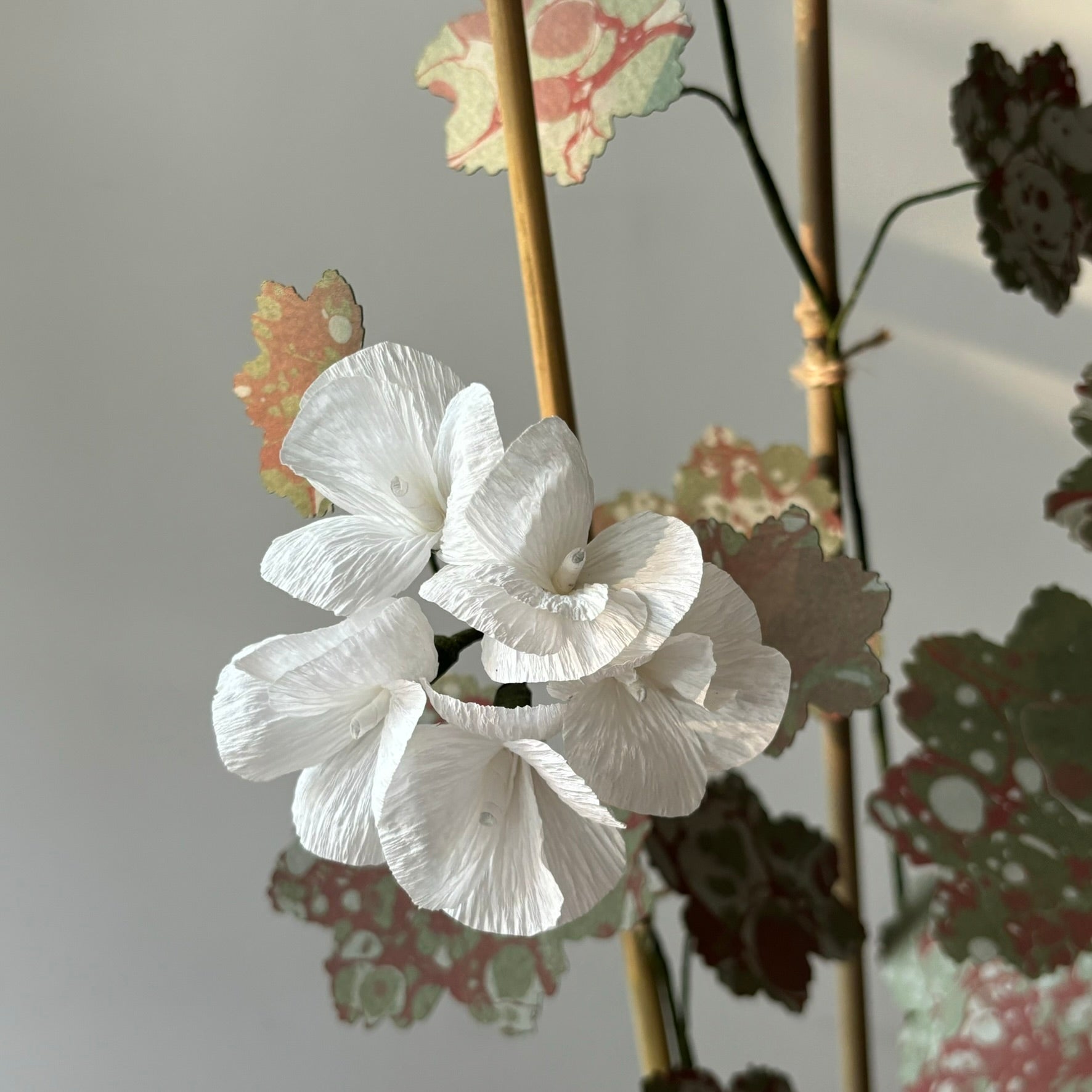 Paper Geranium