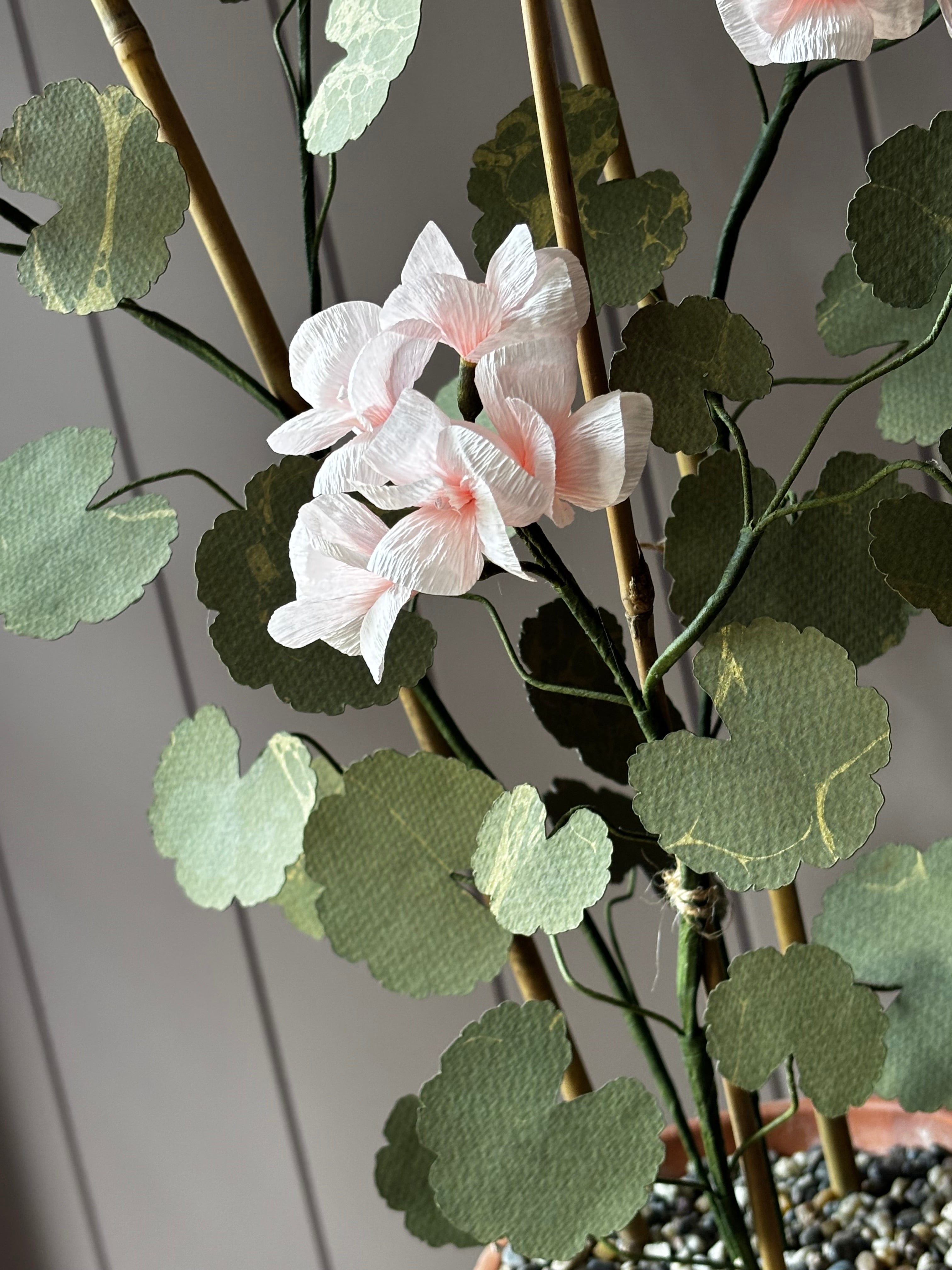 Paper geranium