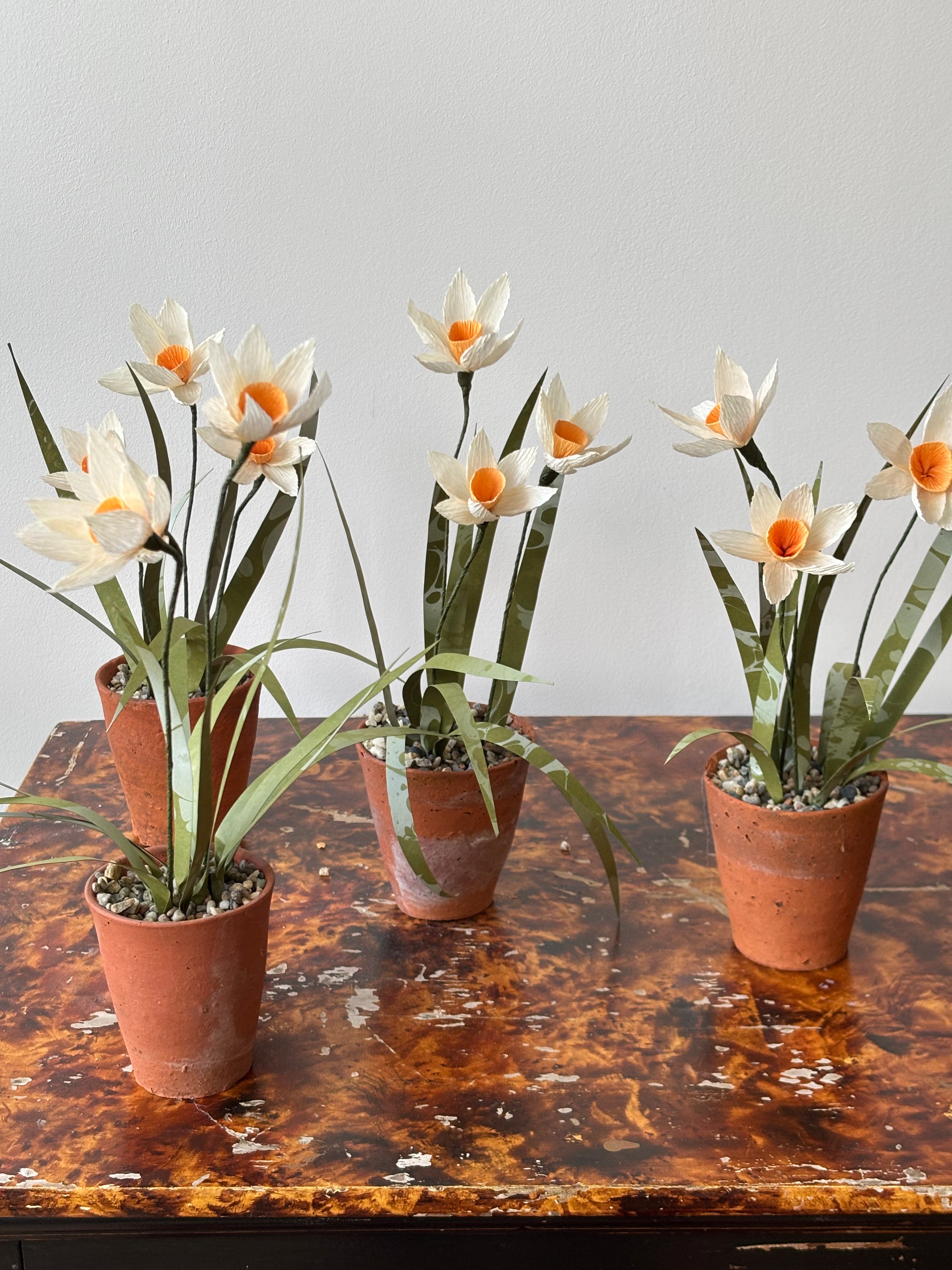 Paper Narcissus